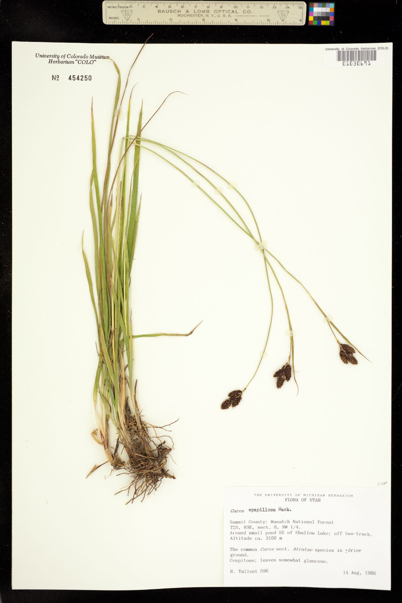 Carex epapillosa image