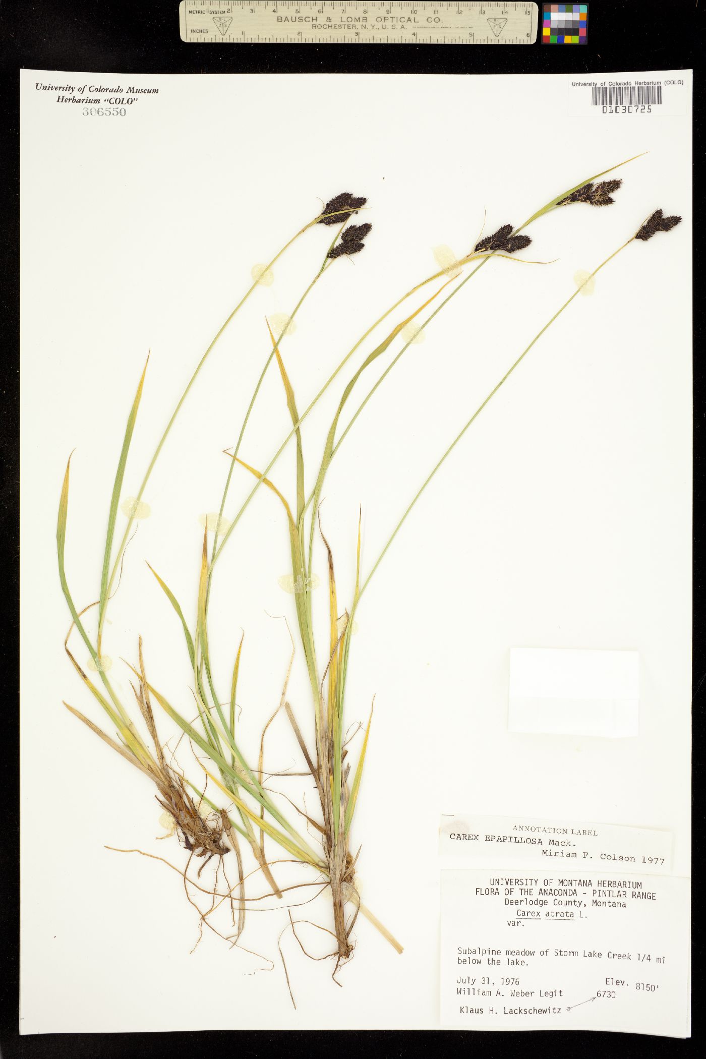 Carex epapillosa image