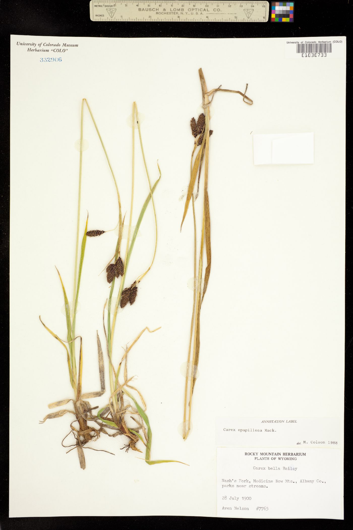 Carex epapillosa image