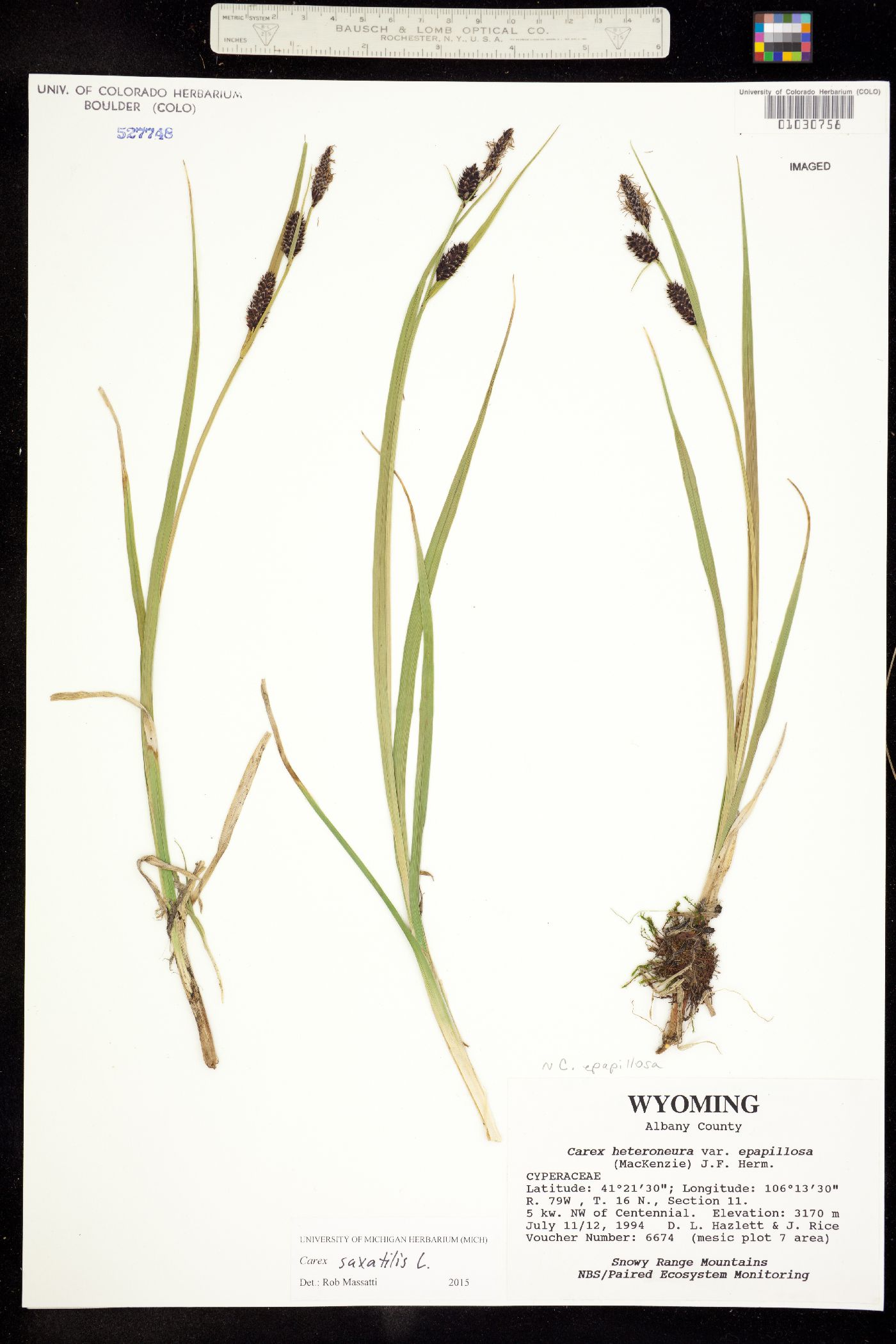 Carex saxatilis image