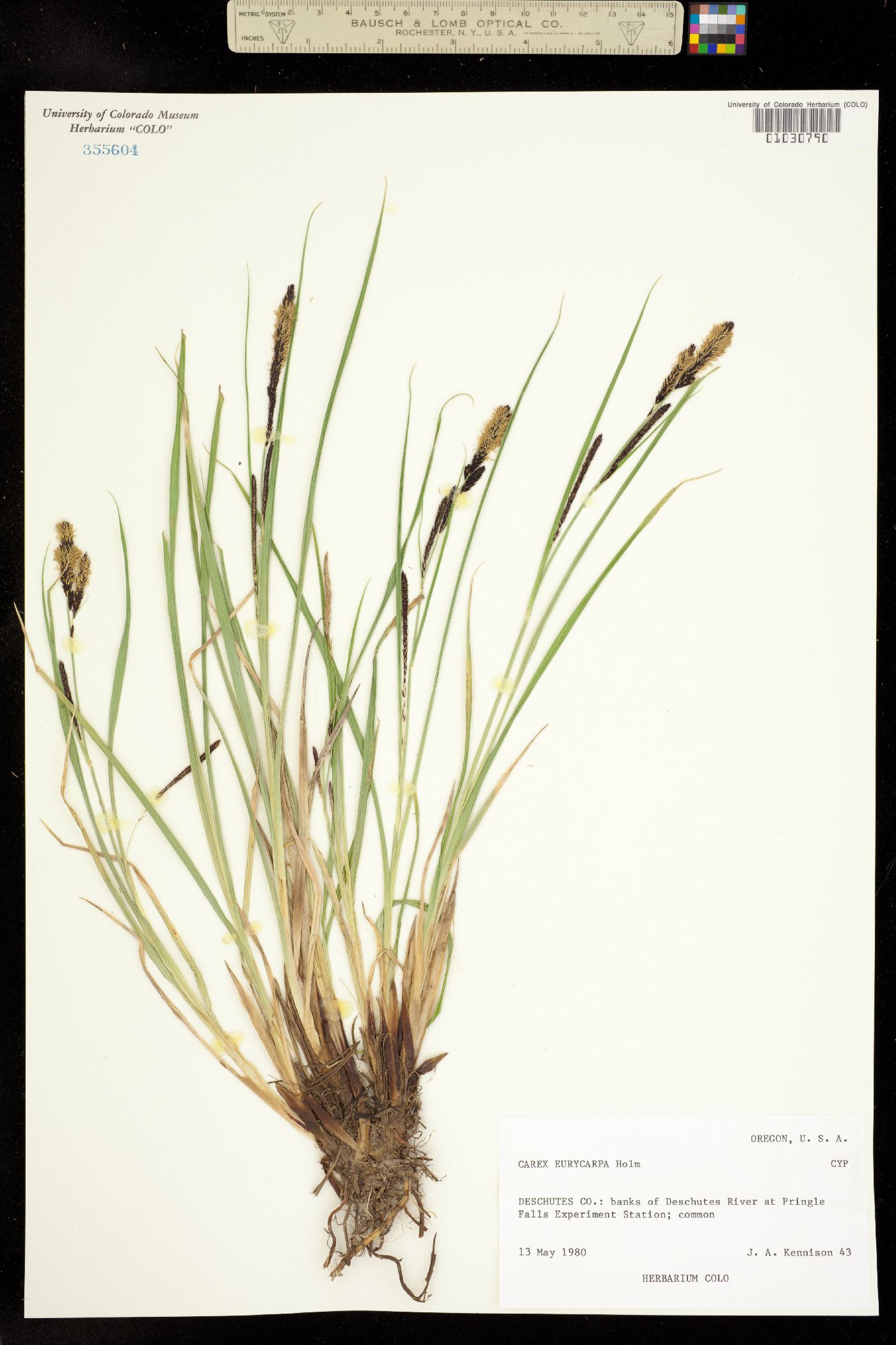 Carex angustata image