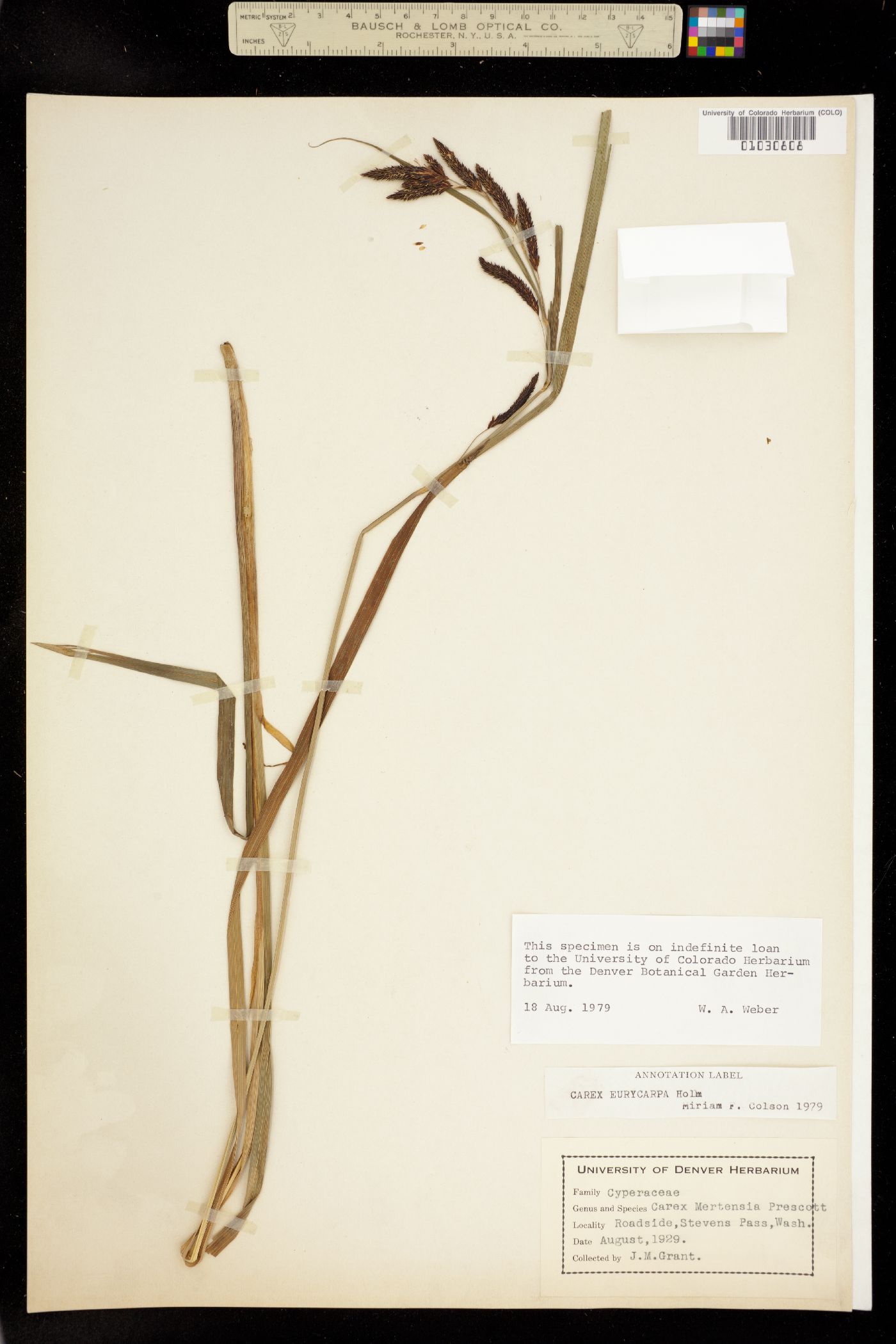 Carex angustata image