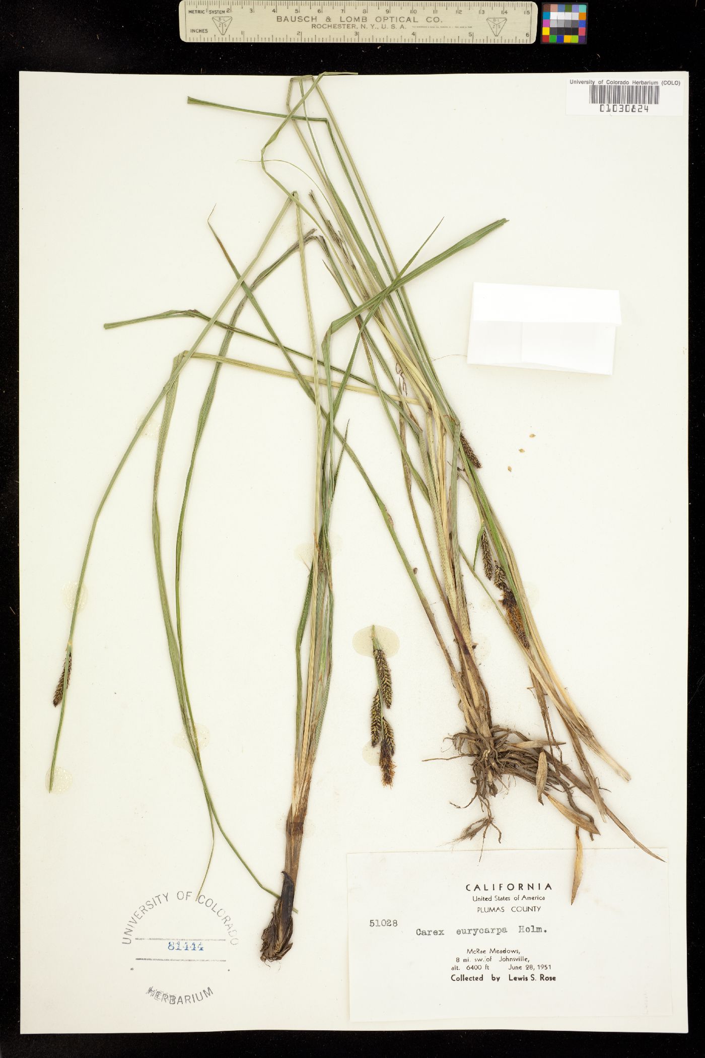 Carex angustata image