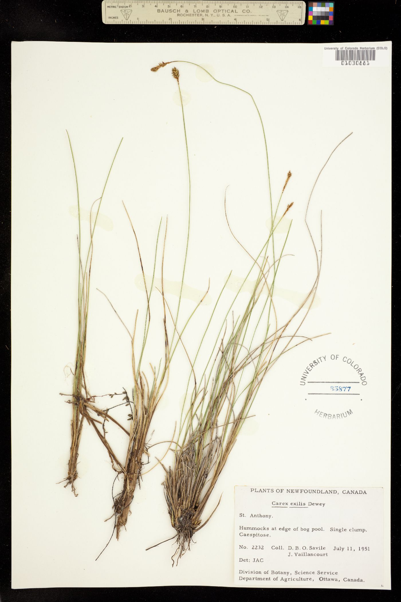 Carex exilis image