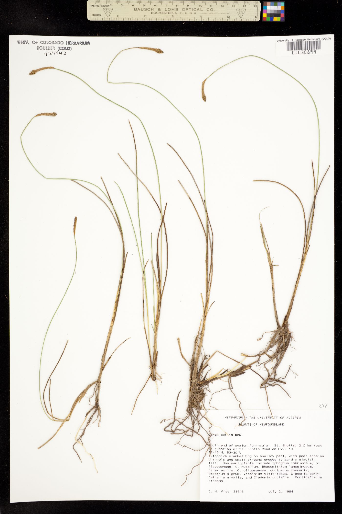 Carex exilis image