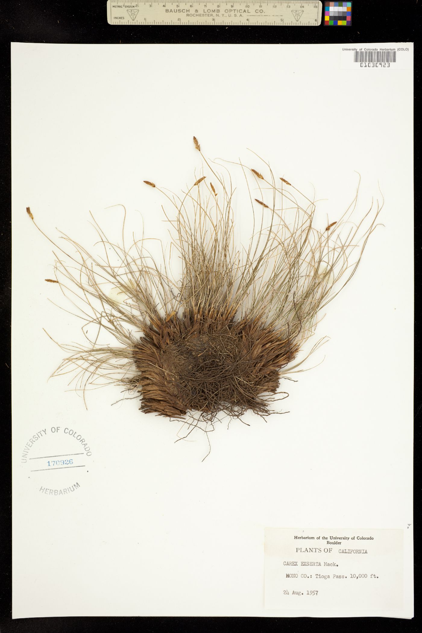 Carex filifolia var. erostrata image