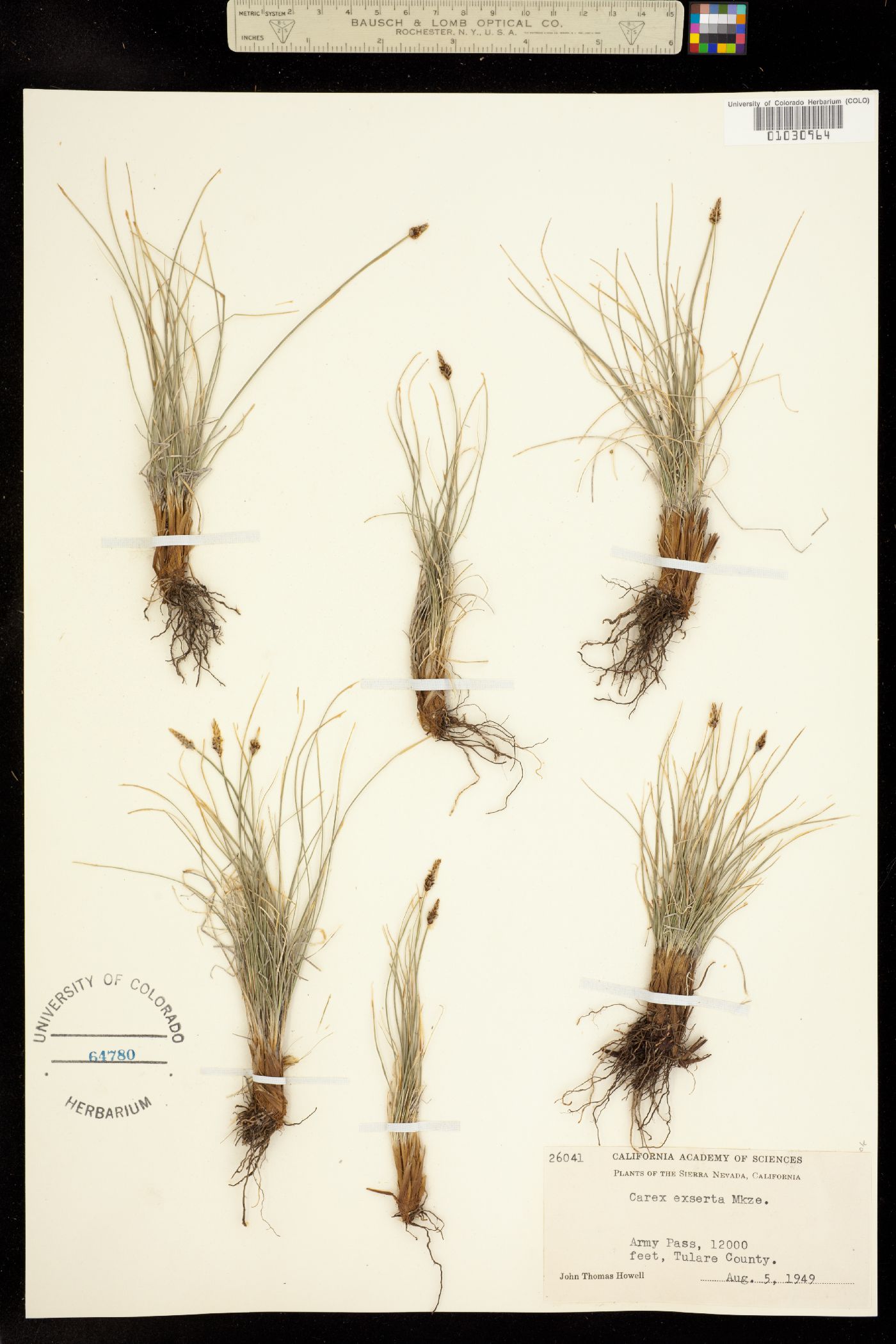 Carex filifolia var. erostrata image