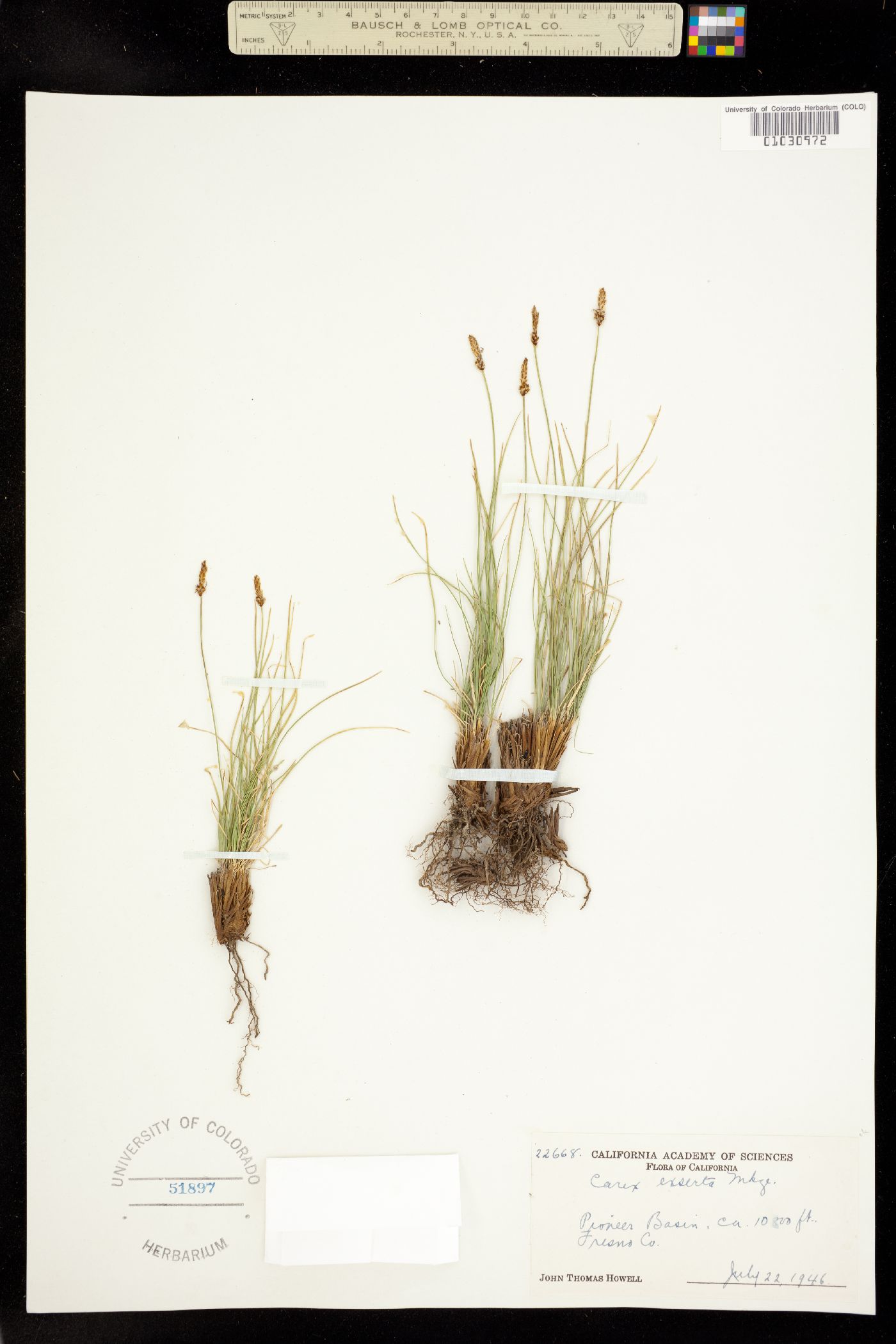 Carex filifolia var. erostrata image