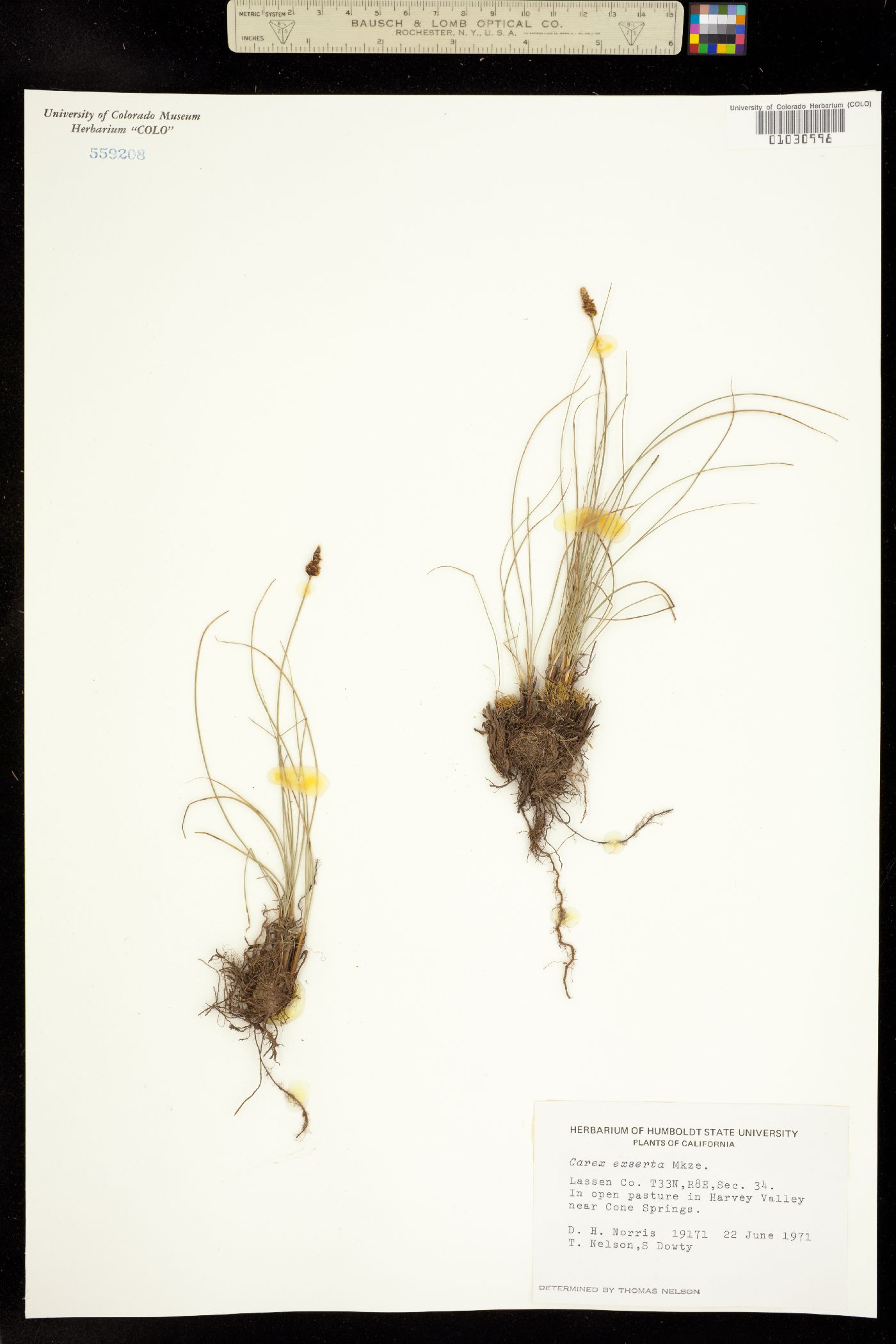 Carex filifolia var. erostrata image