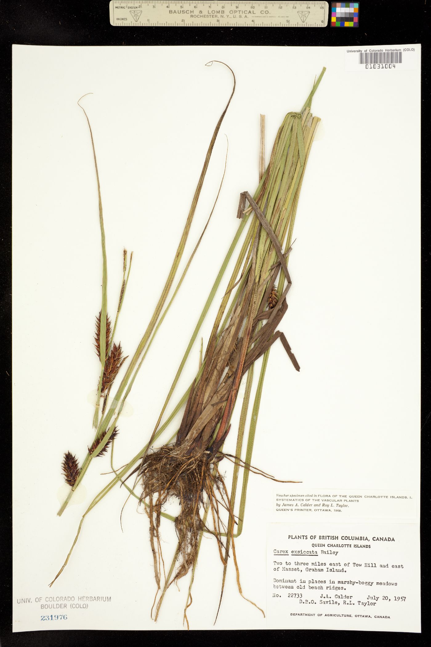 Carex exsiccata image