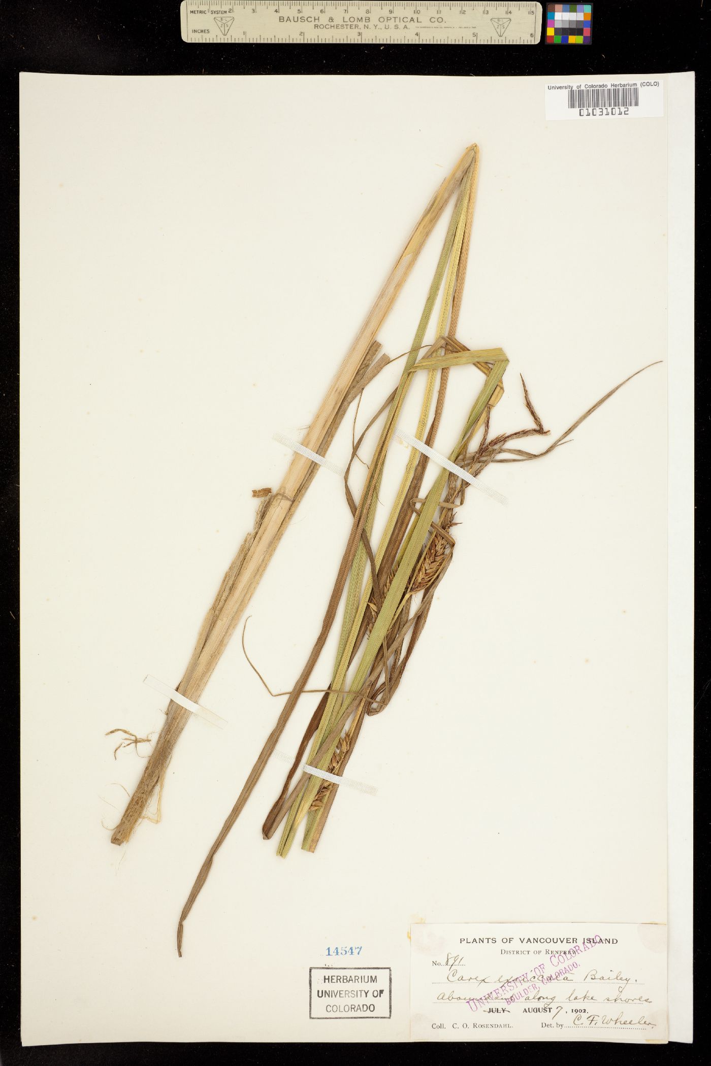 Carex exsiccata image