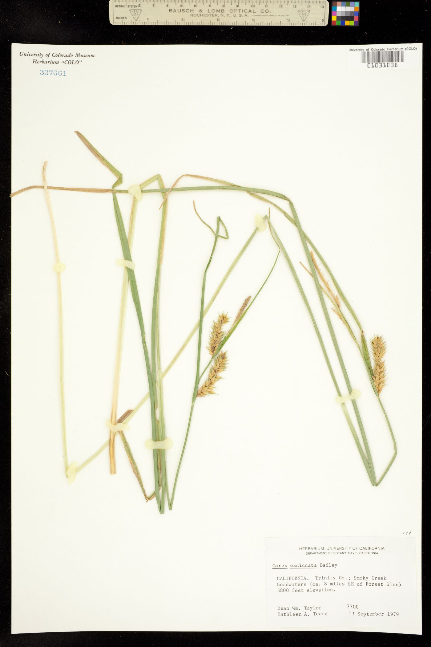 Carex exsiccata image
