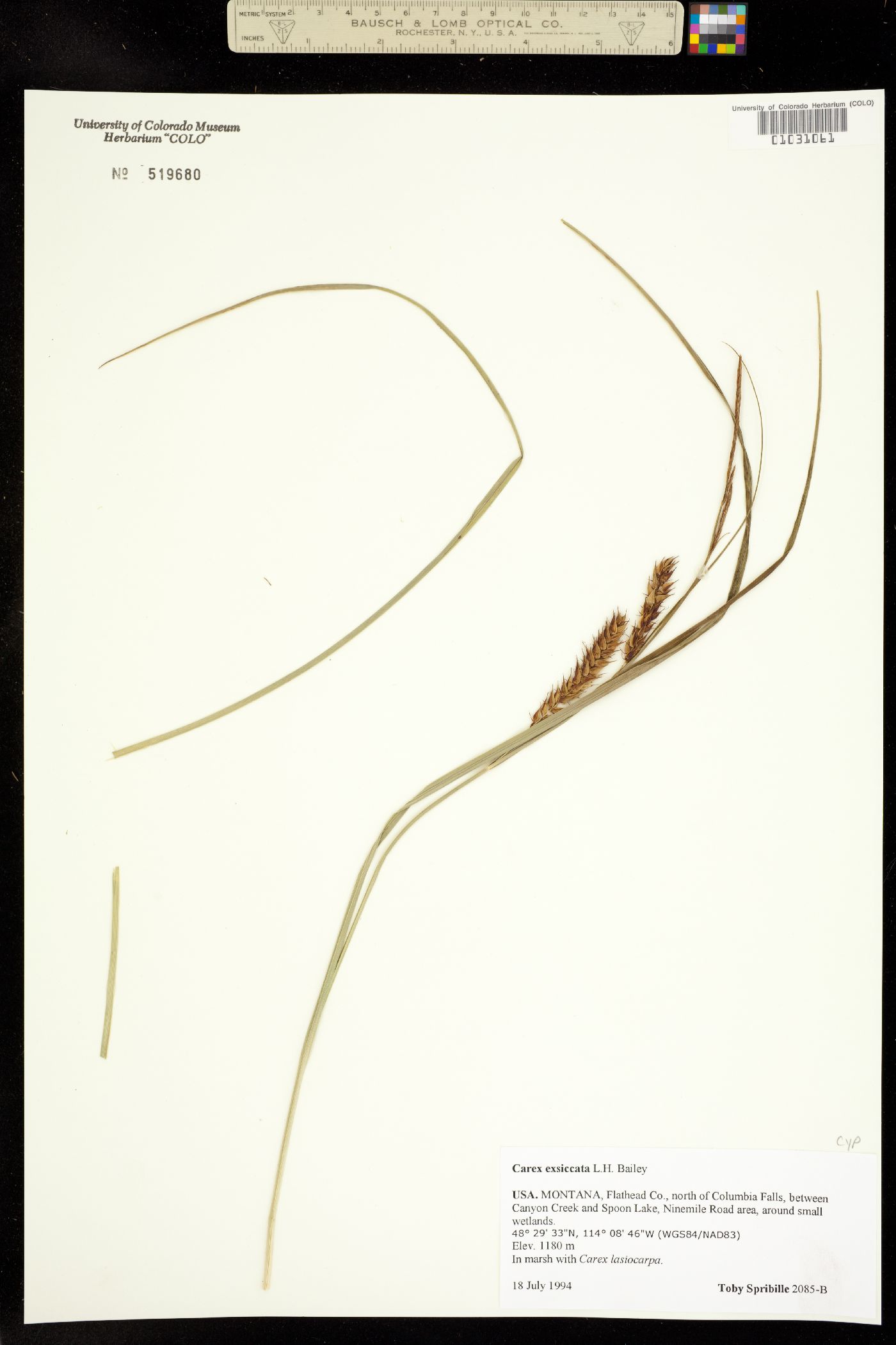 Carex exsiccata image