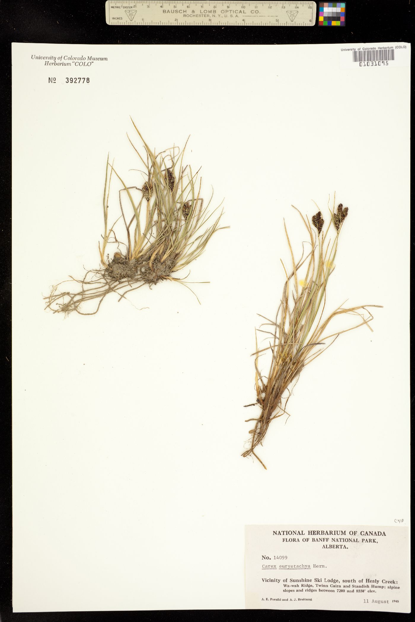 Carex lenticularis var. dolia image