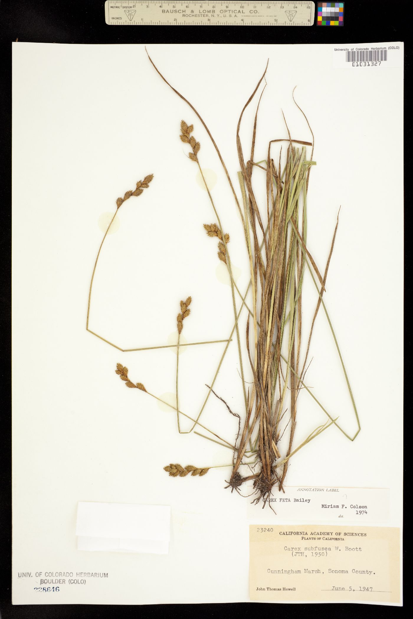 Carex feta image