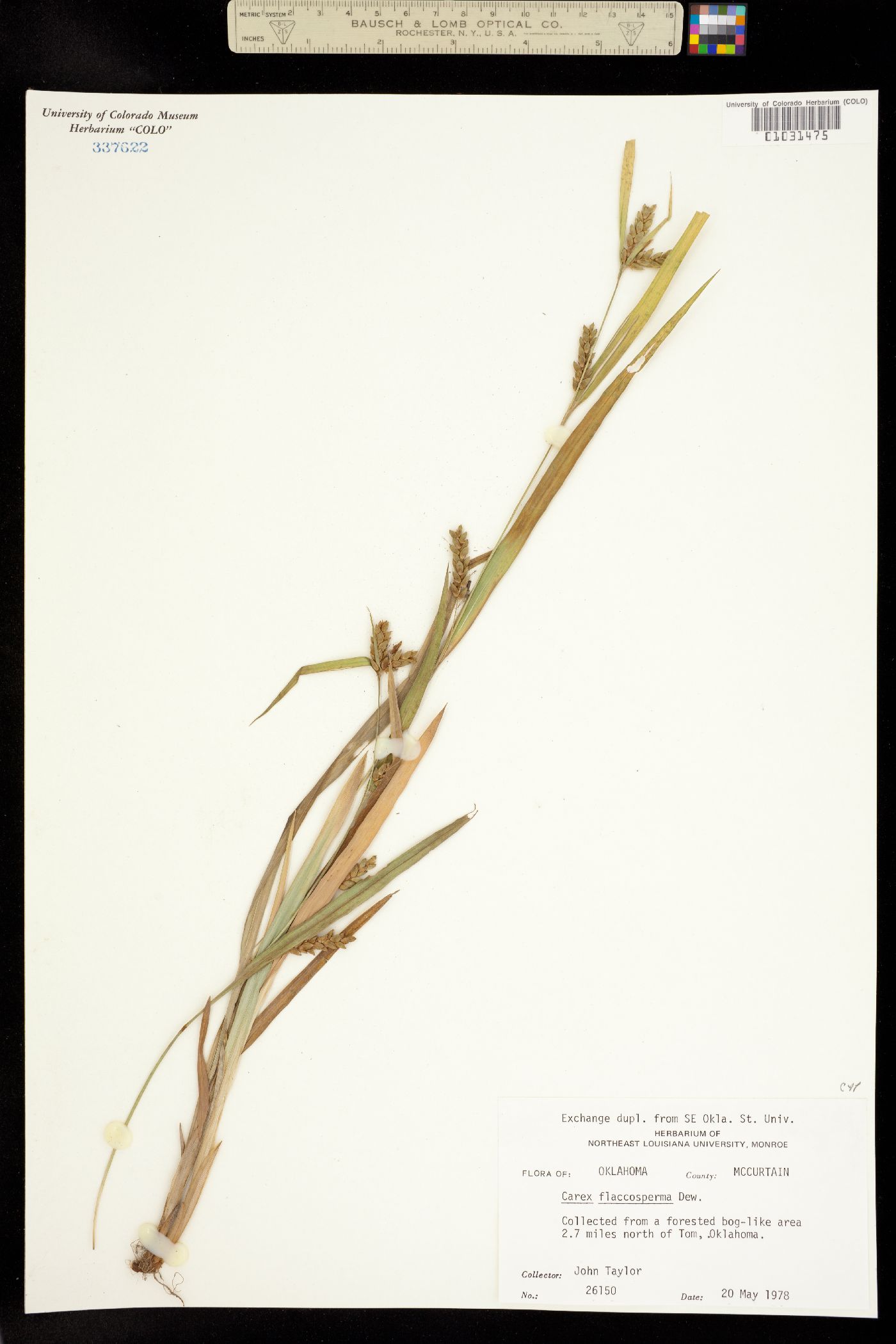 Carex flaccosperma image