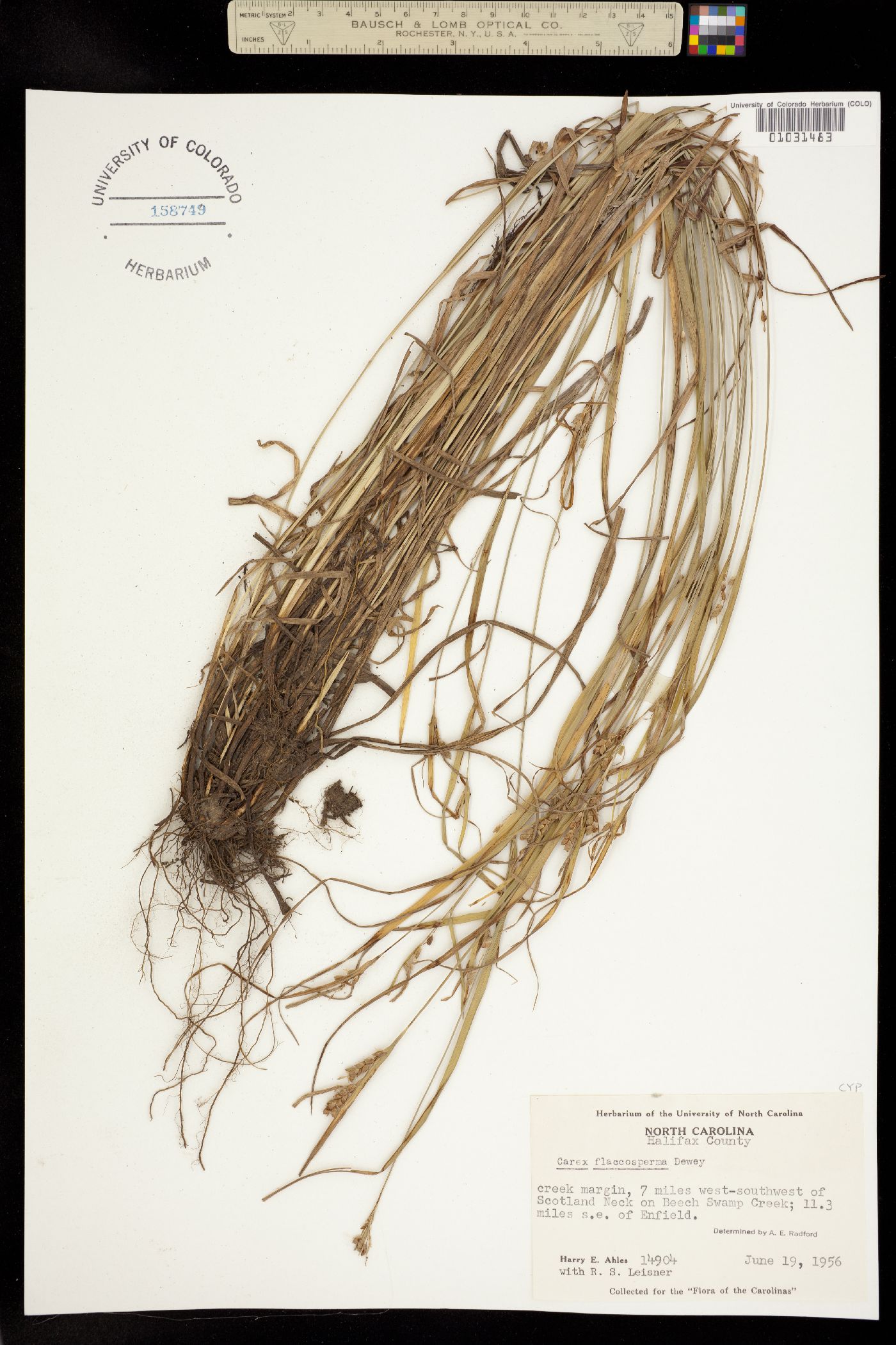 Carex flaccosperma image