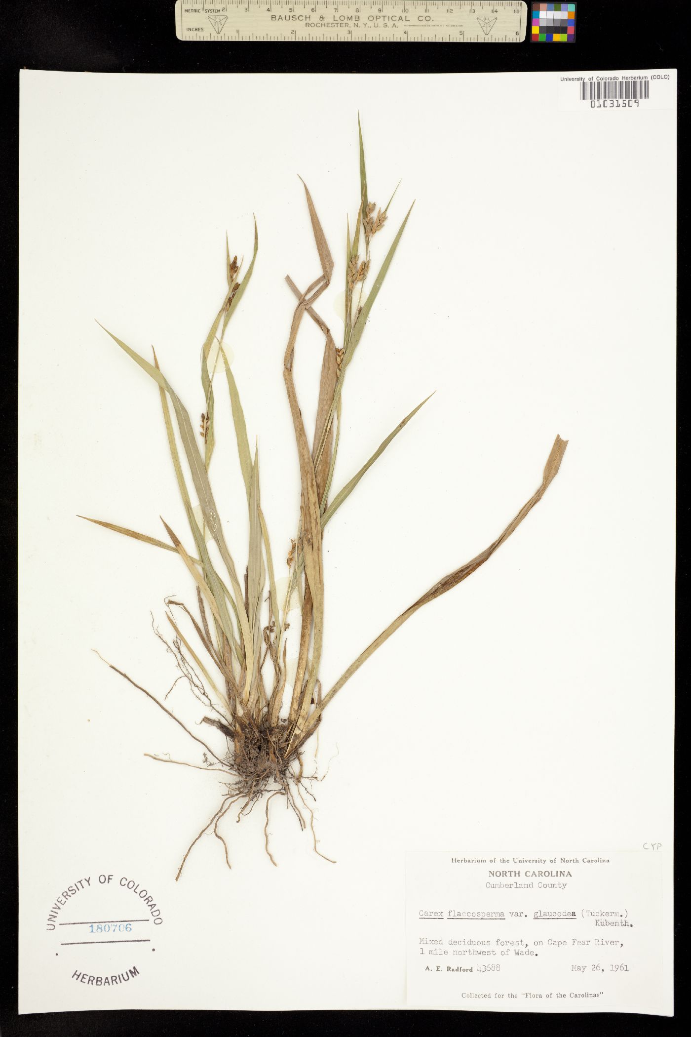 Carex flaccosperma image