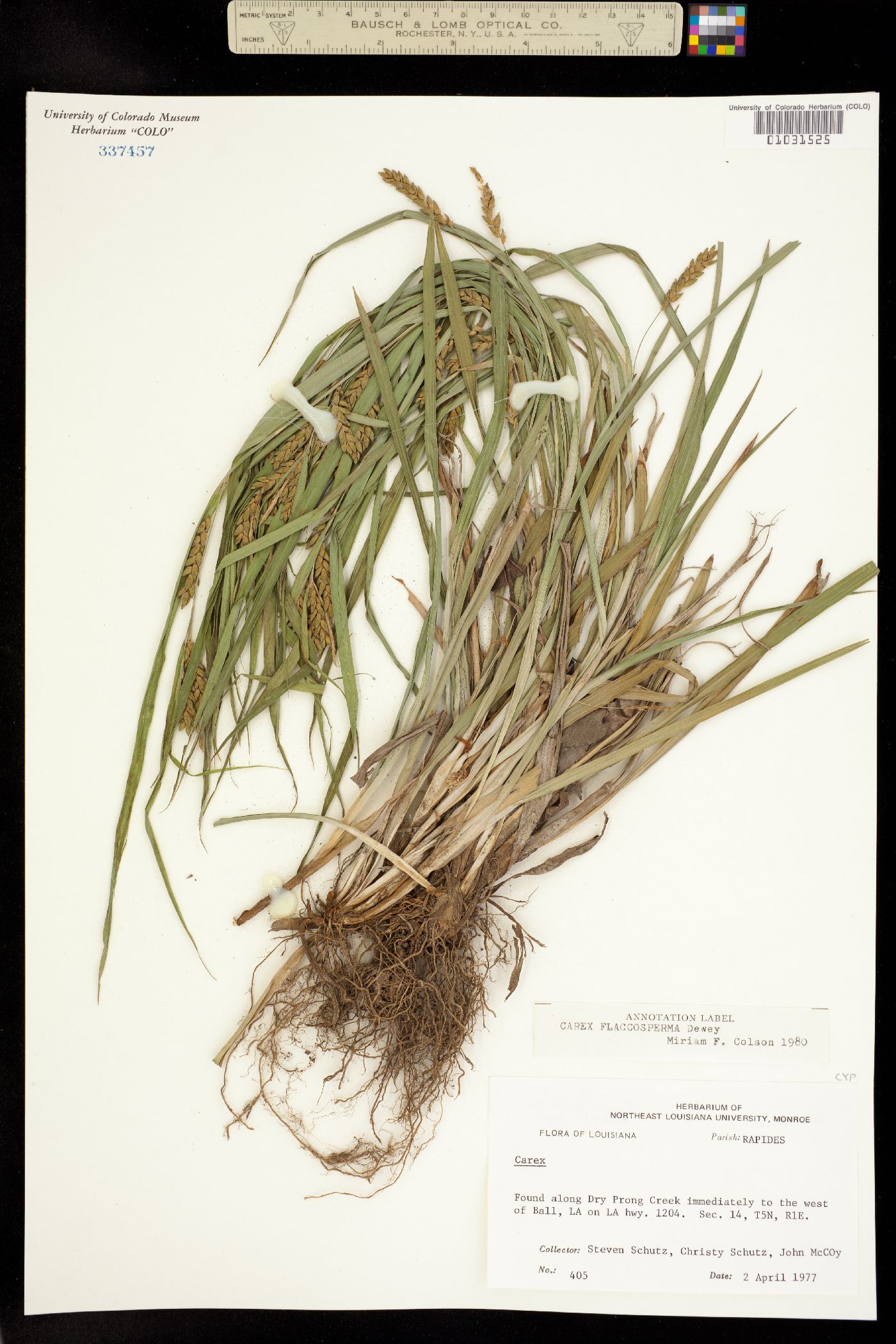 Carex flaccosperma image