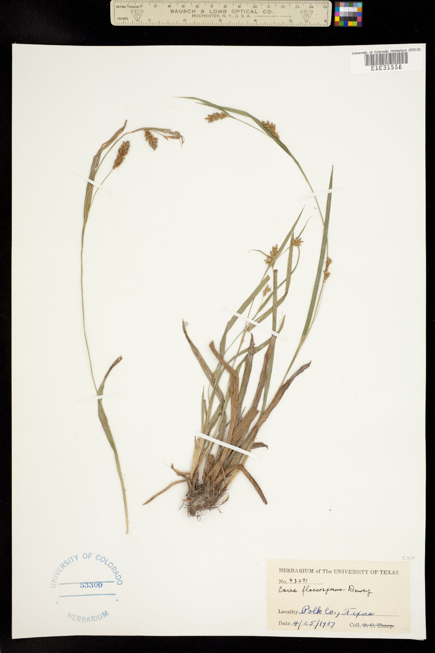 Carex flaccosperma image
