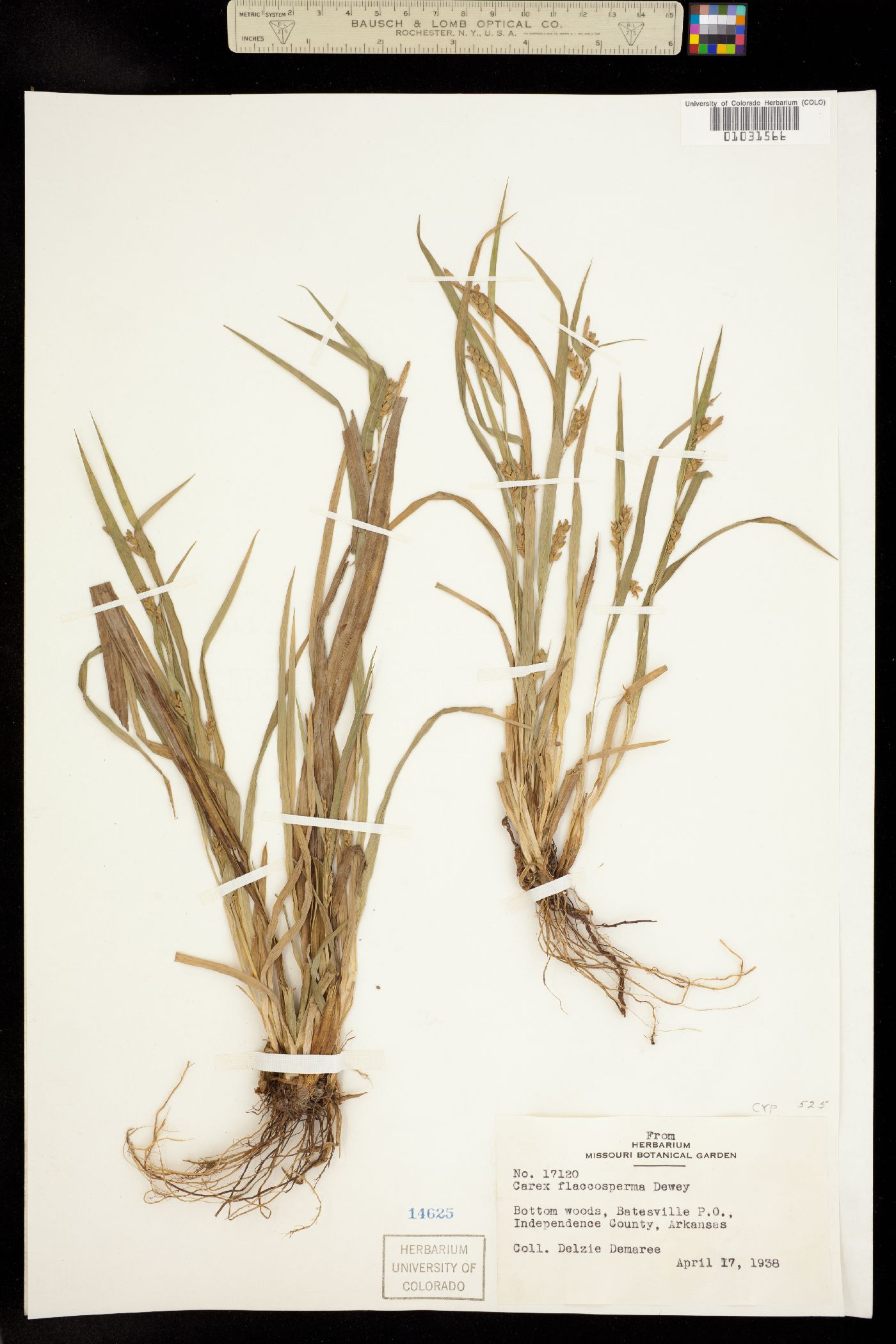 Carex flaccosperma image