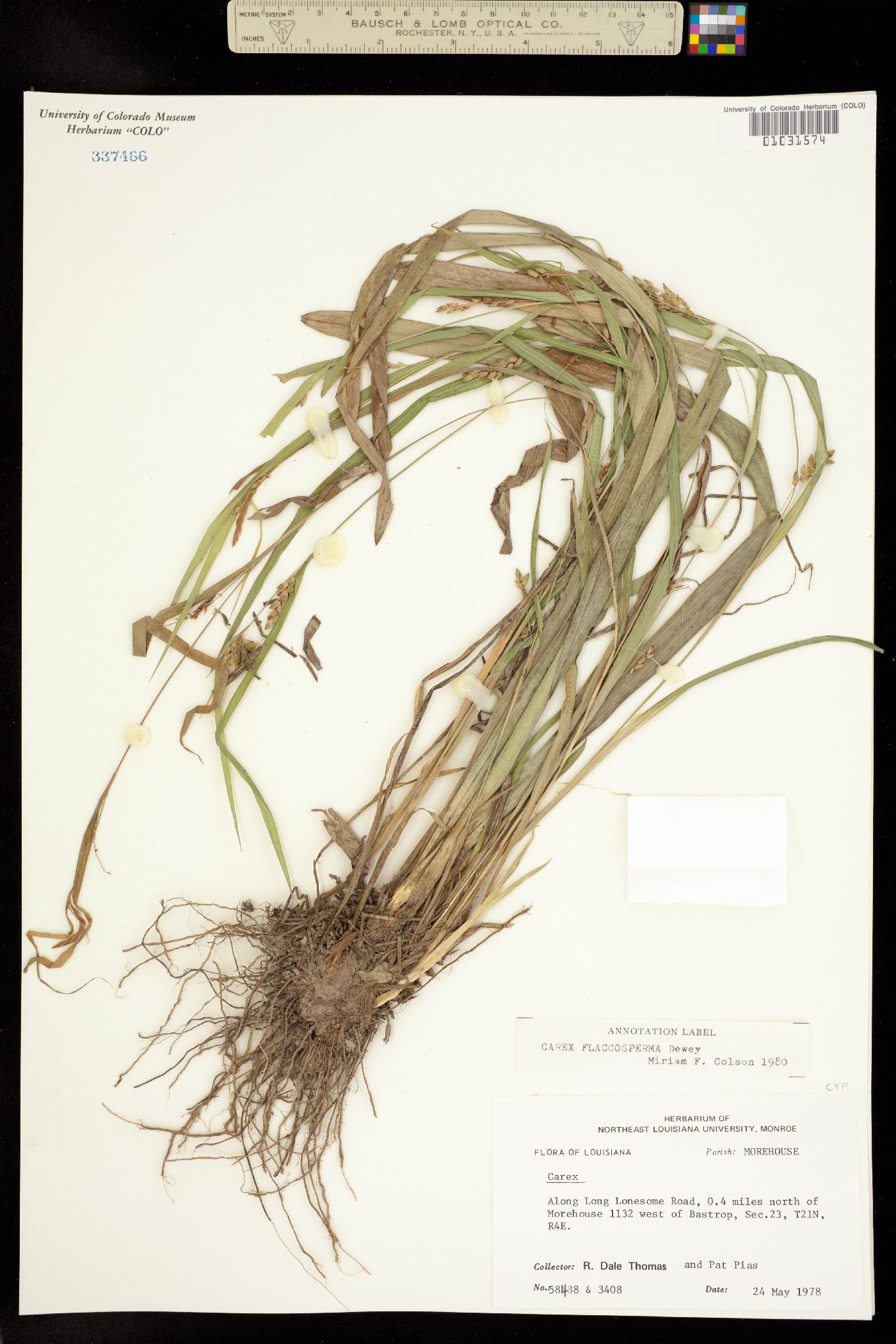Carex flaccosperma image