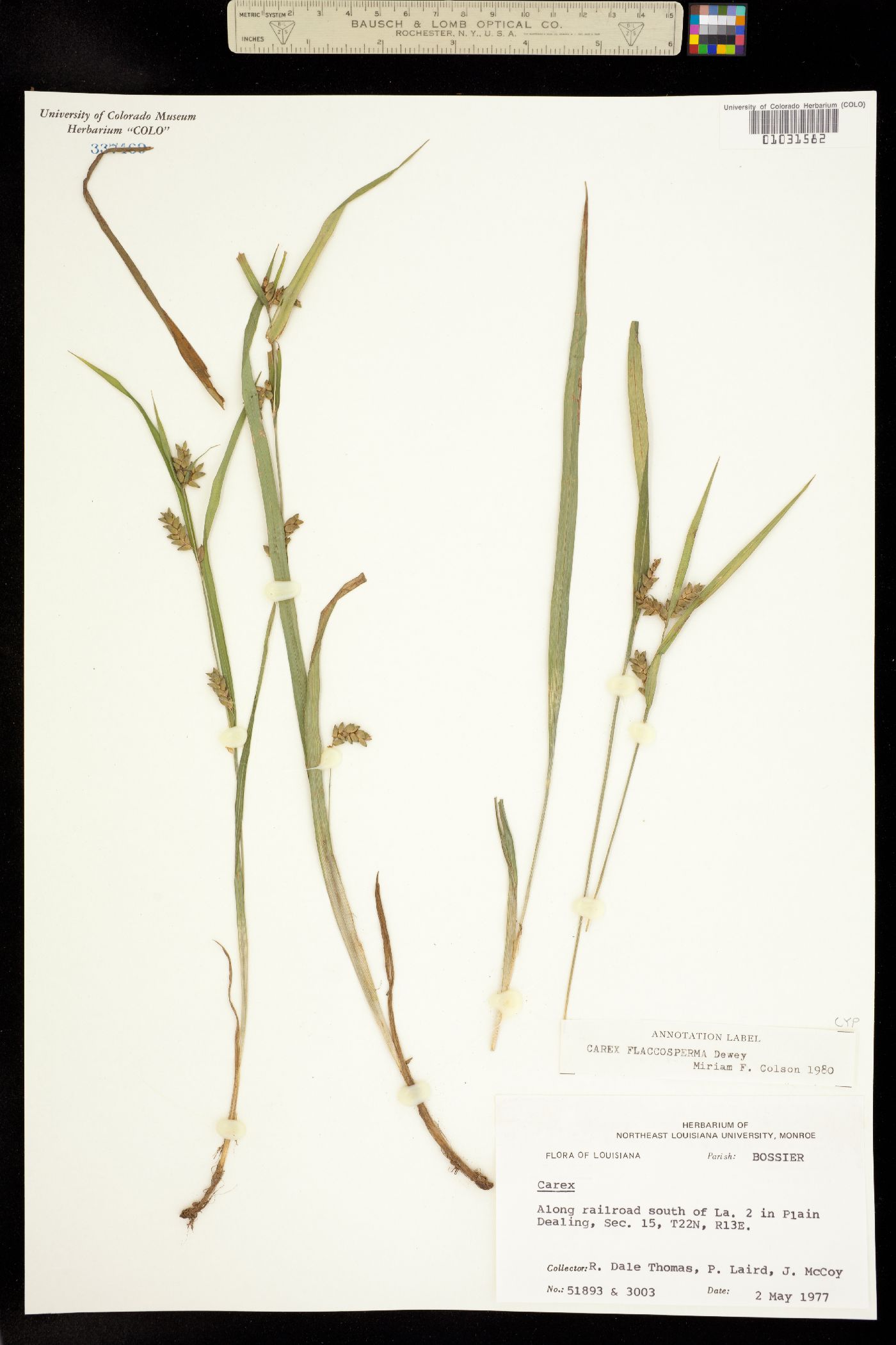 Carex flaccosperma image