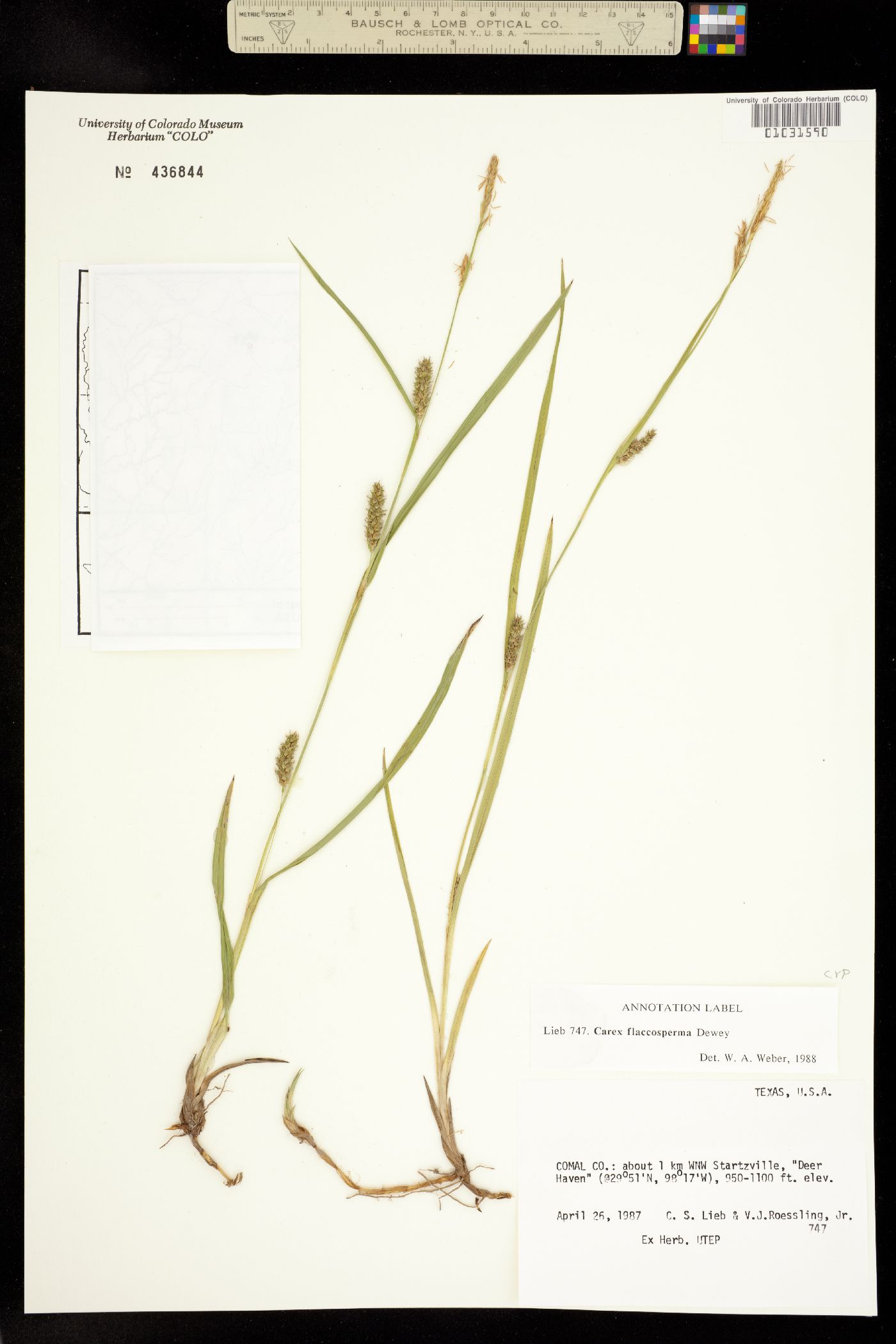 Carex flaccosperma image