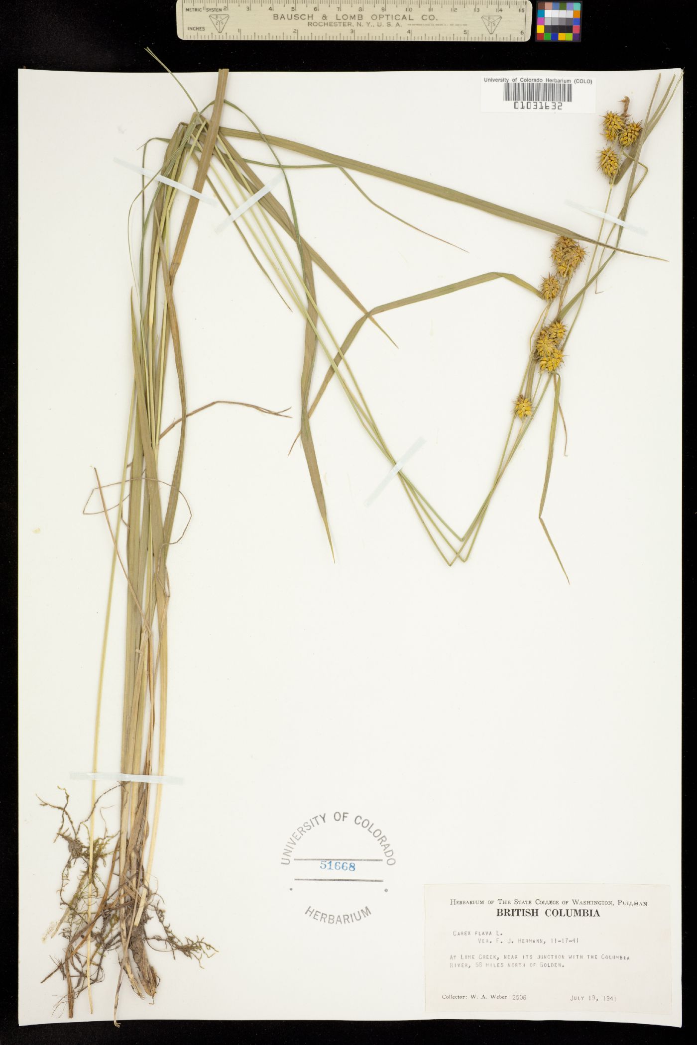 Carex flava image