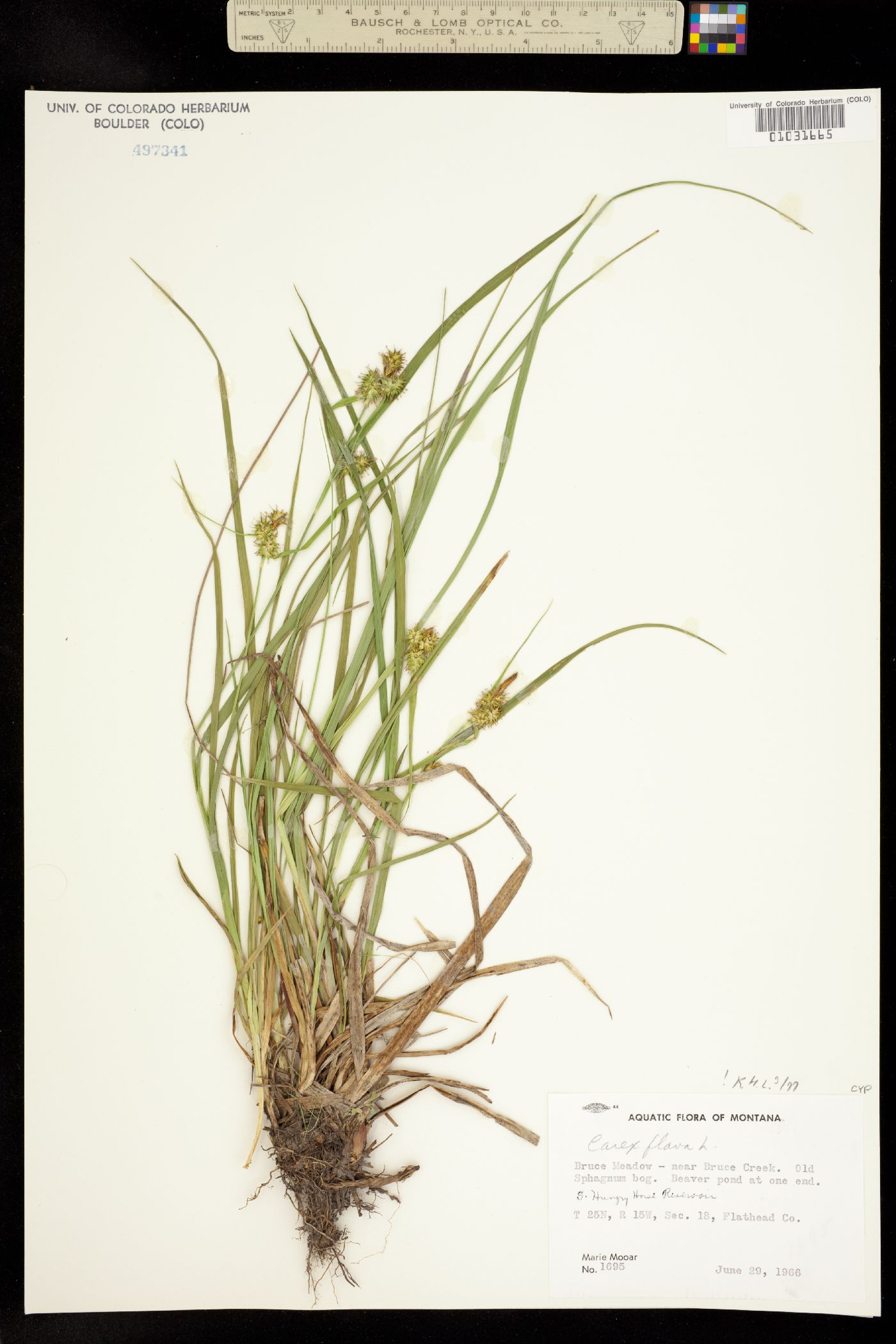 Carex flava image