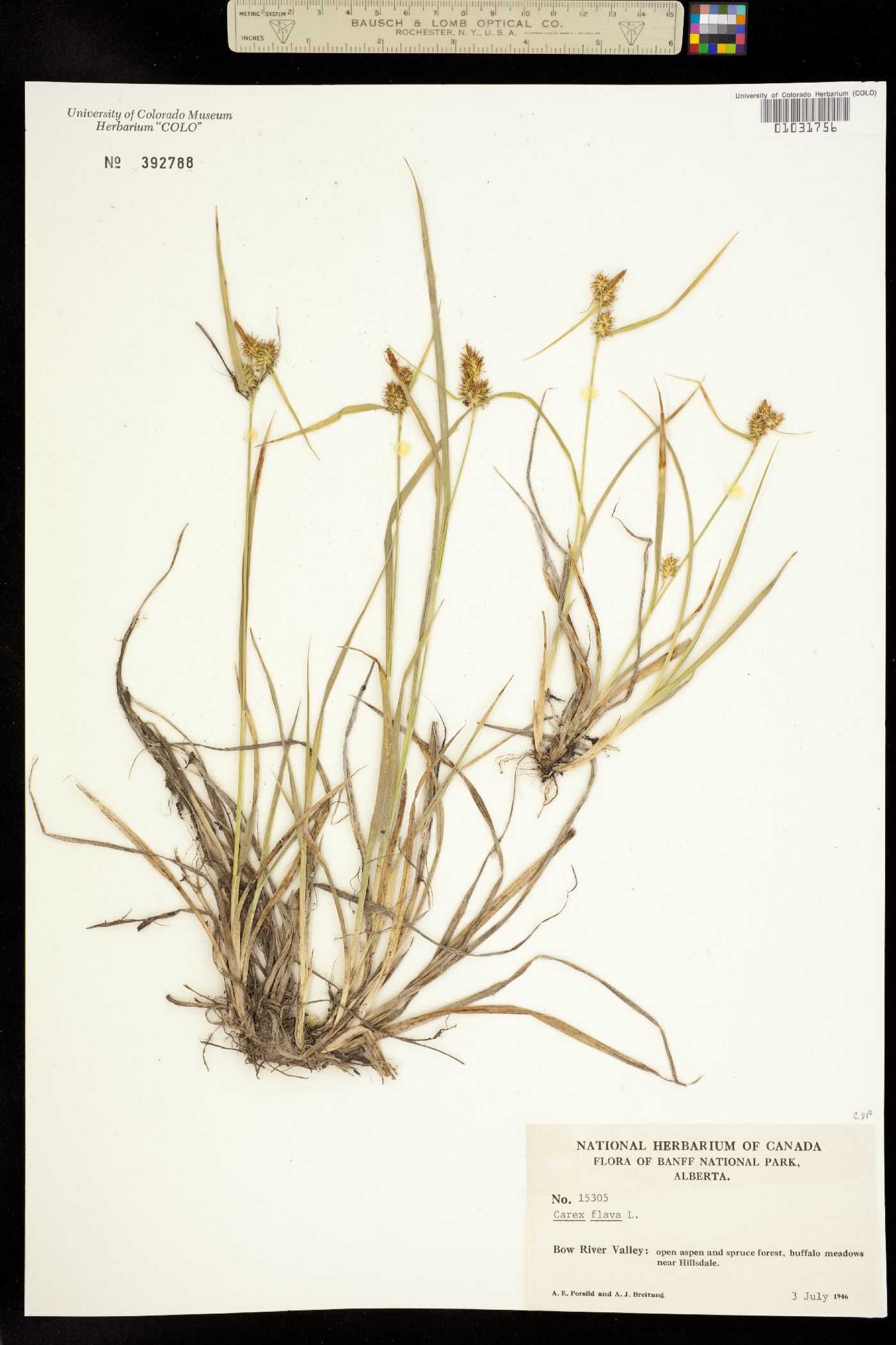 Carex flava image