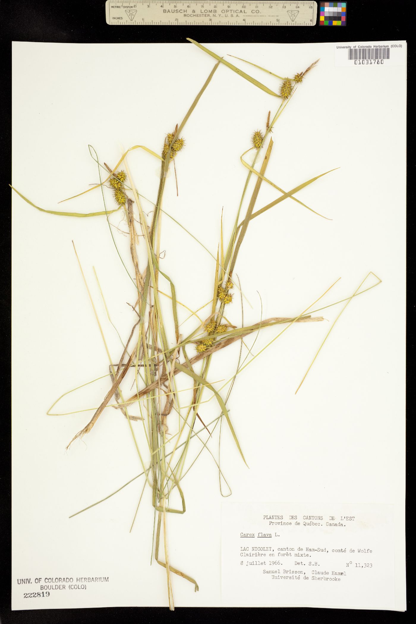 Carex flava image