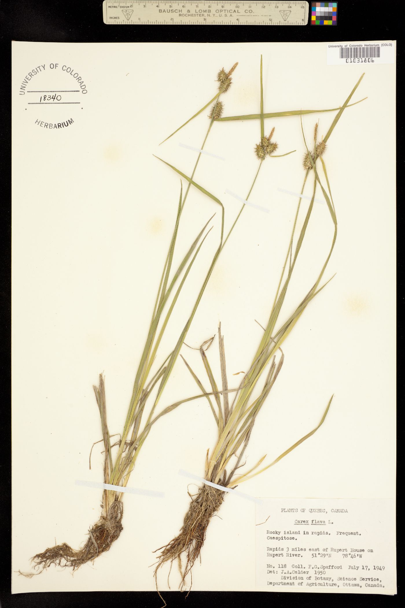 Carex flava image