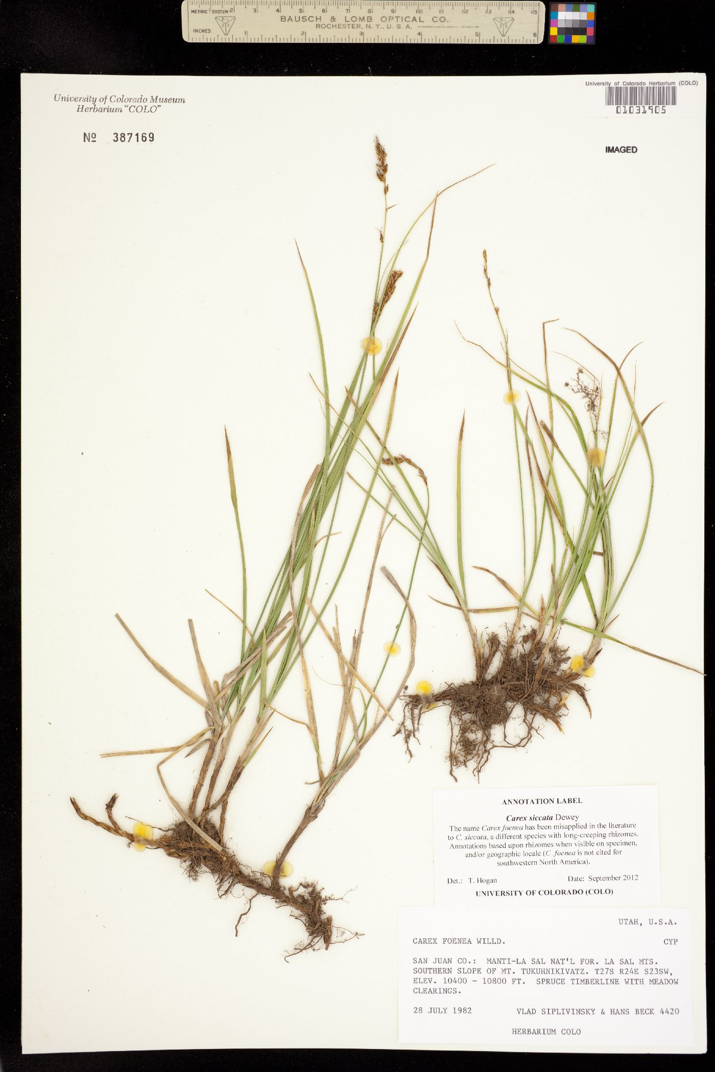 Carex siccata image