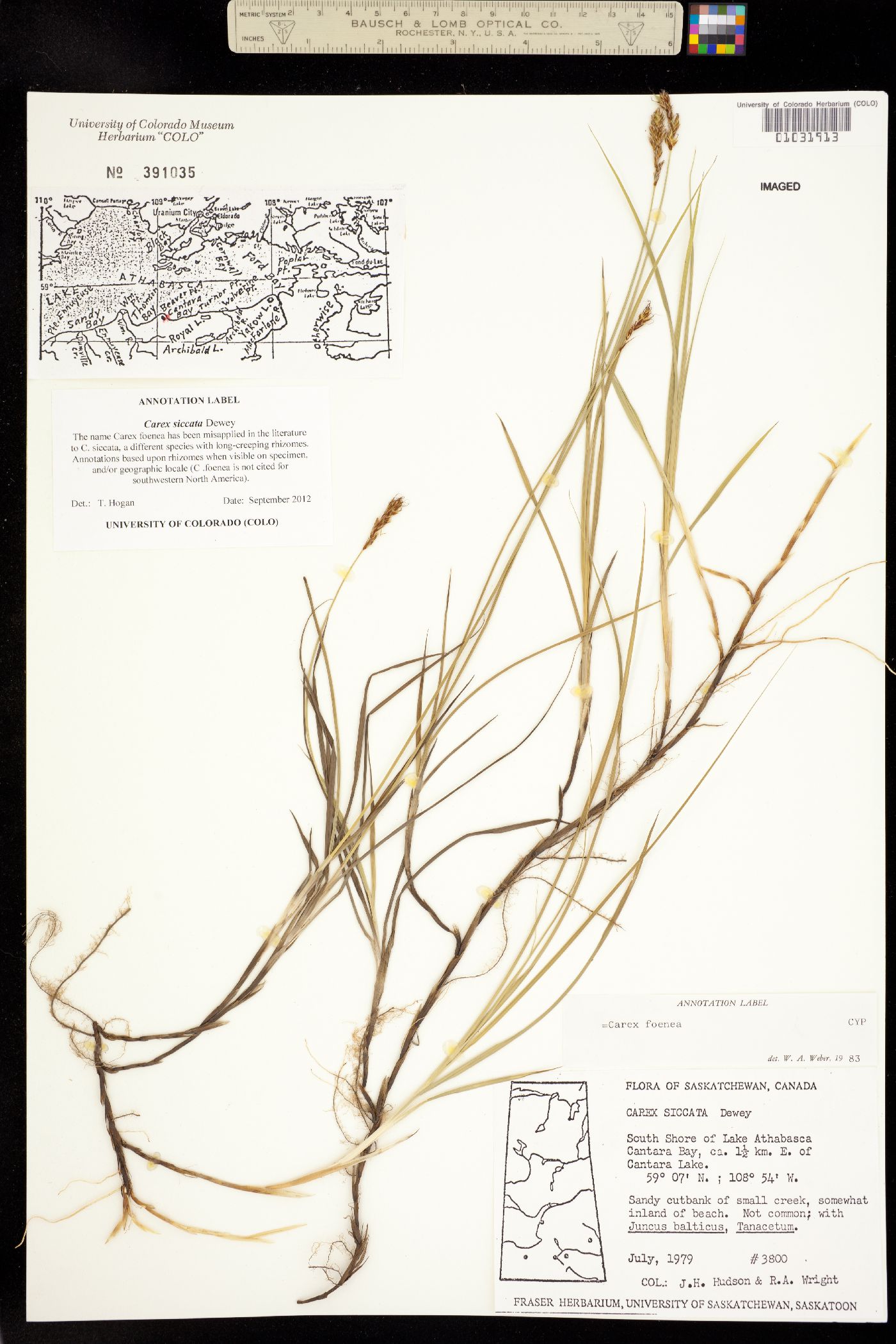 Carex siccata image