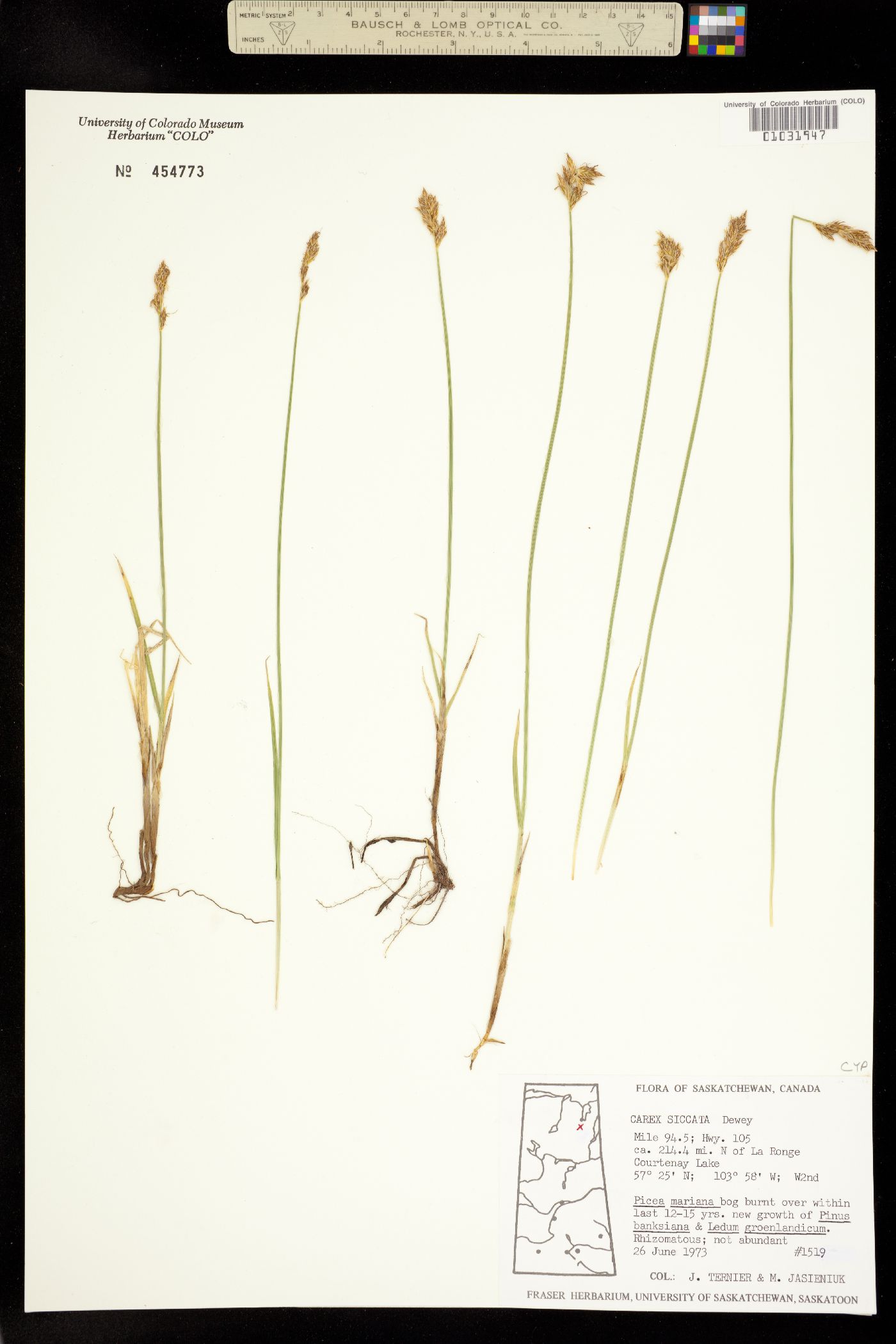 Carex foenea image