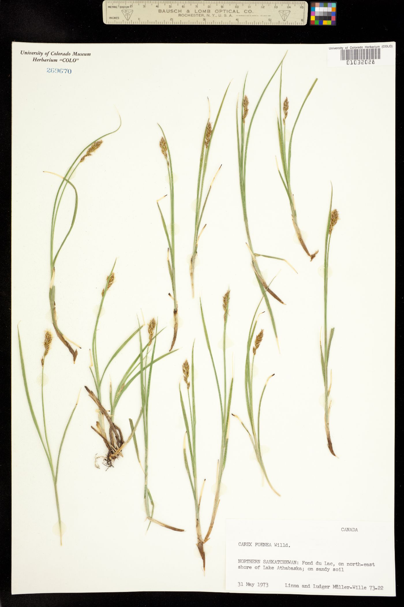 Carex foenea image