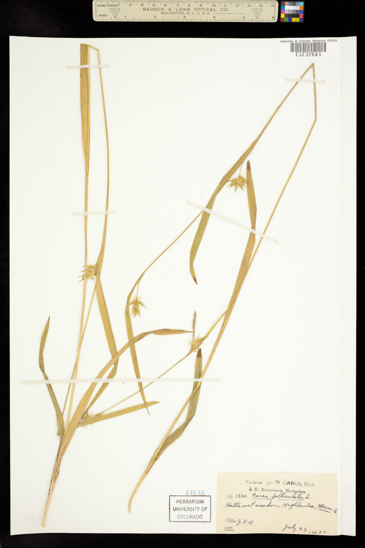 Carex folliculata image