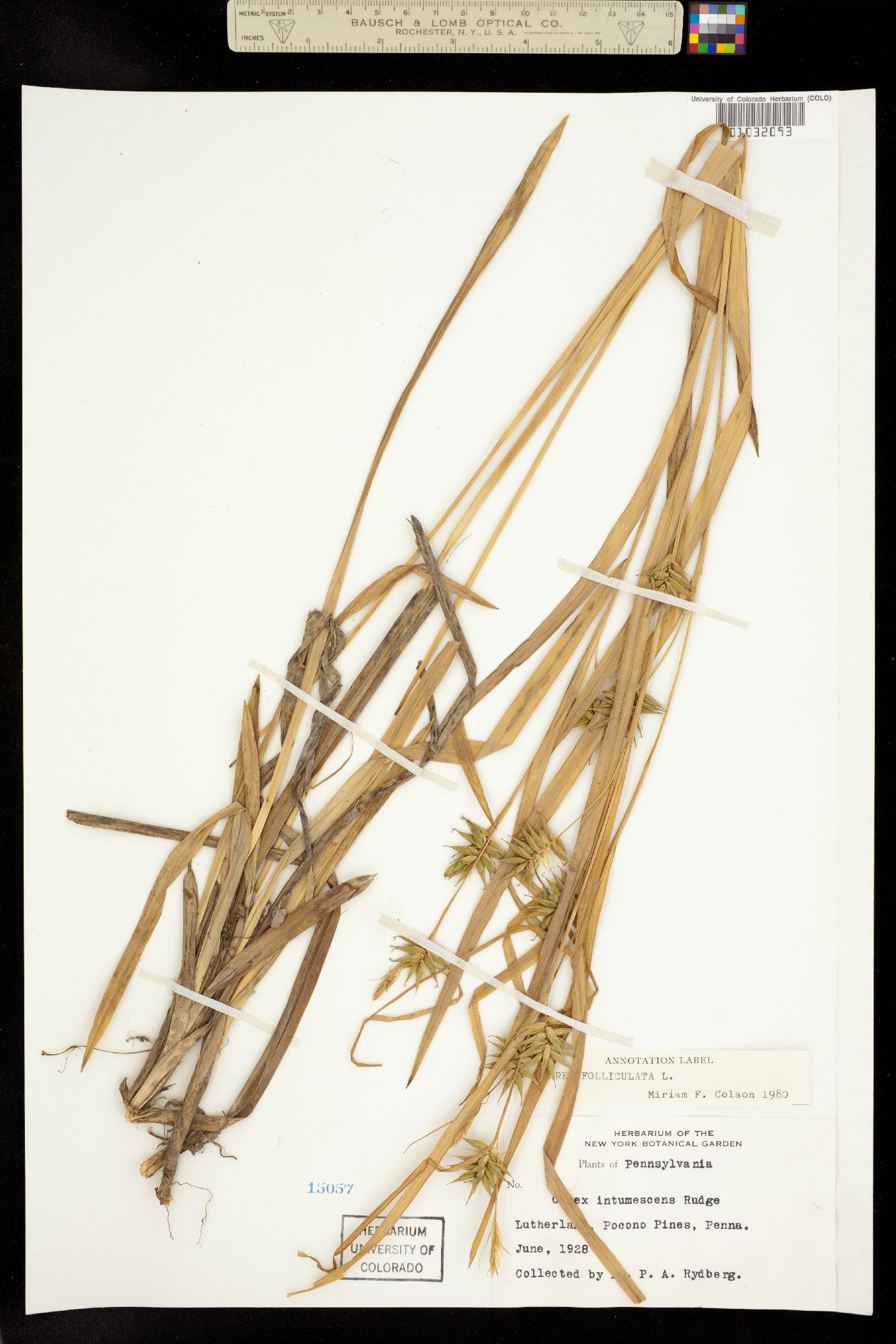 Carex folliculata image
