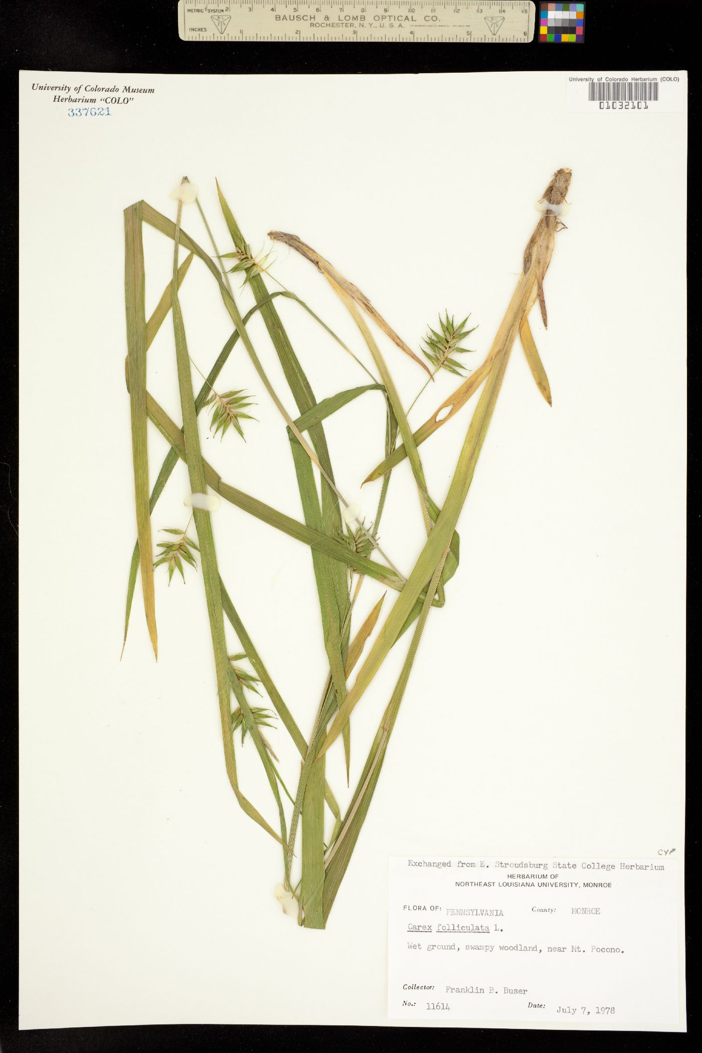 Carex folliculata image