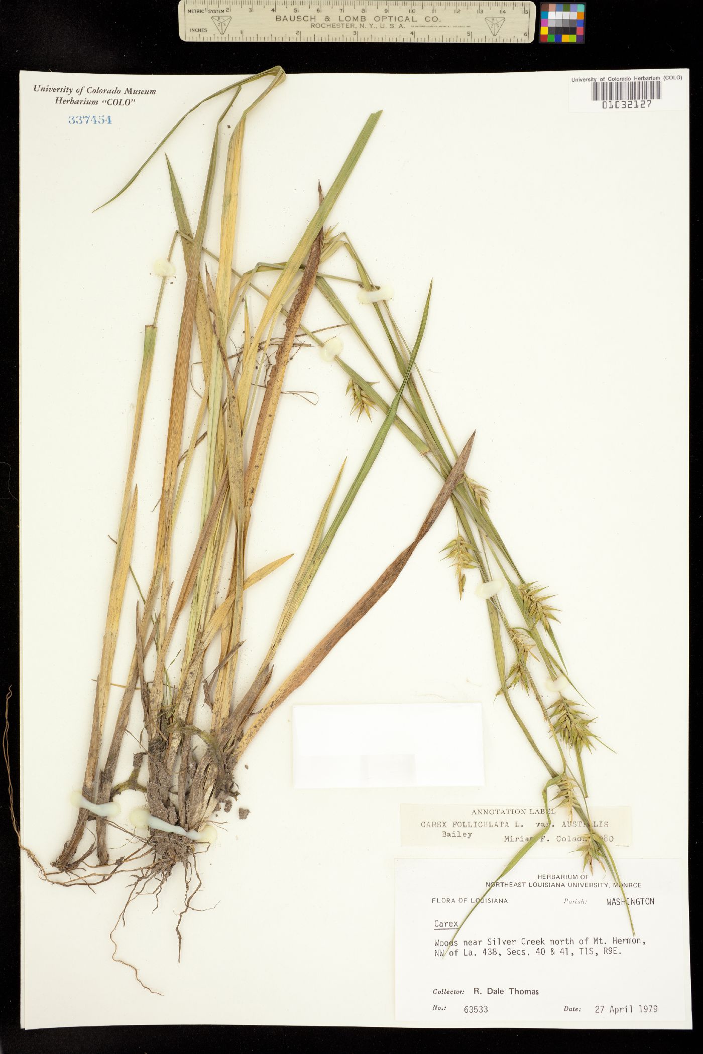 Carex folliculata image