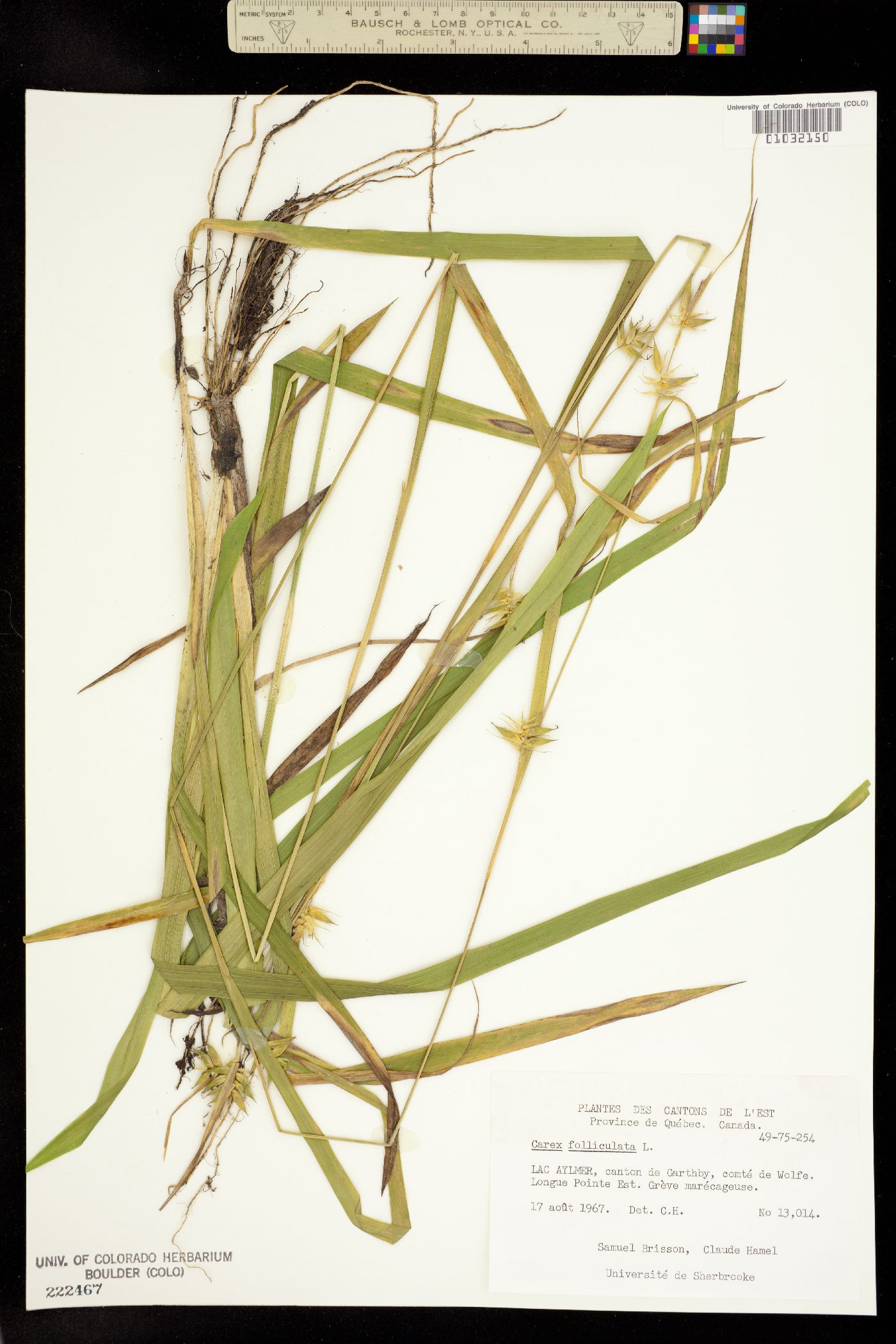 Carex folliculata image