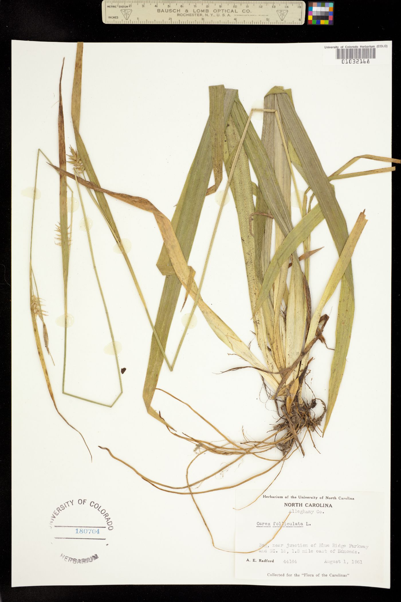 Carex folliculata image