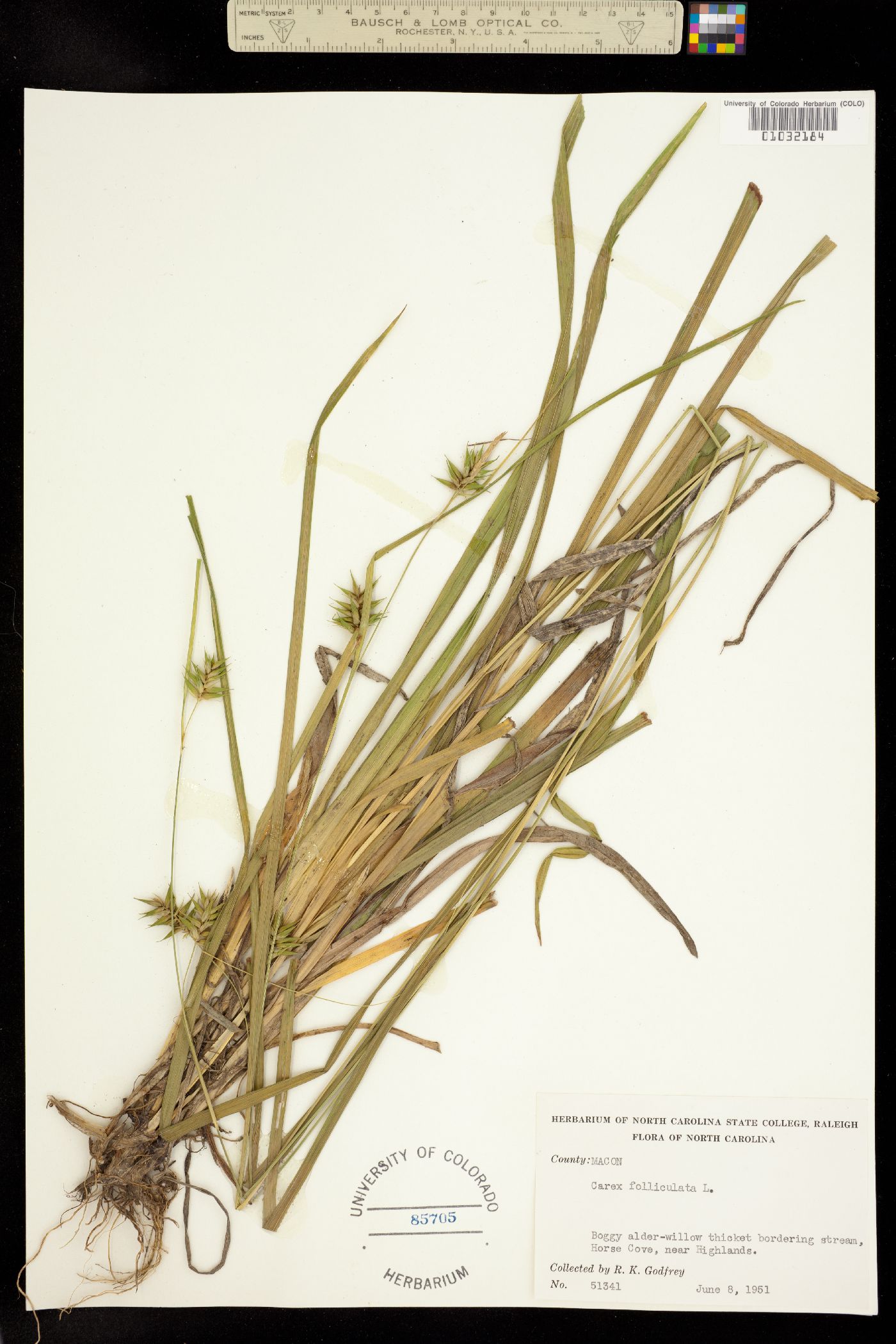 Carex folliculata image