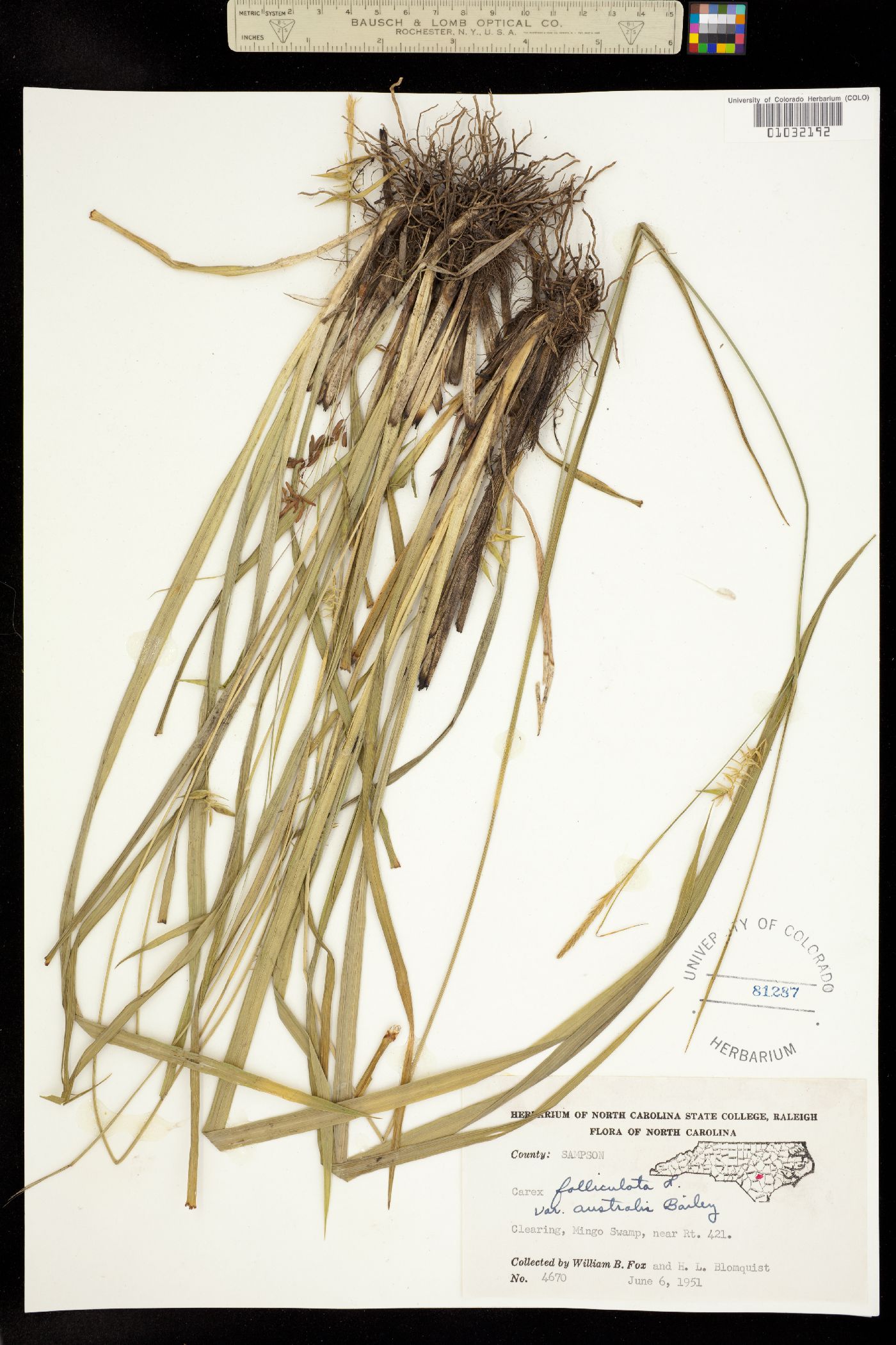 Carex folliculata image