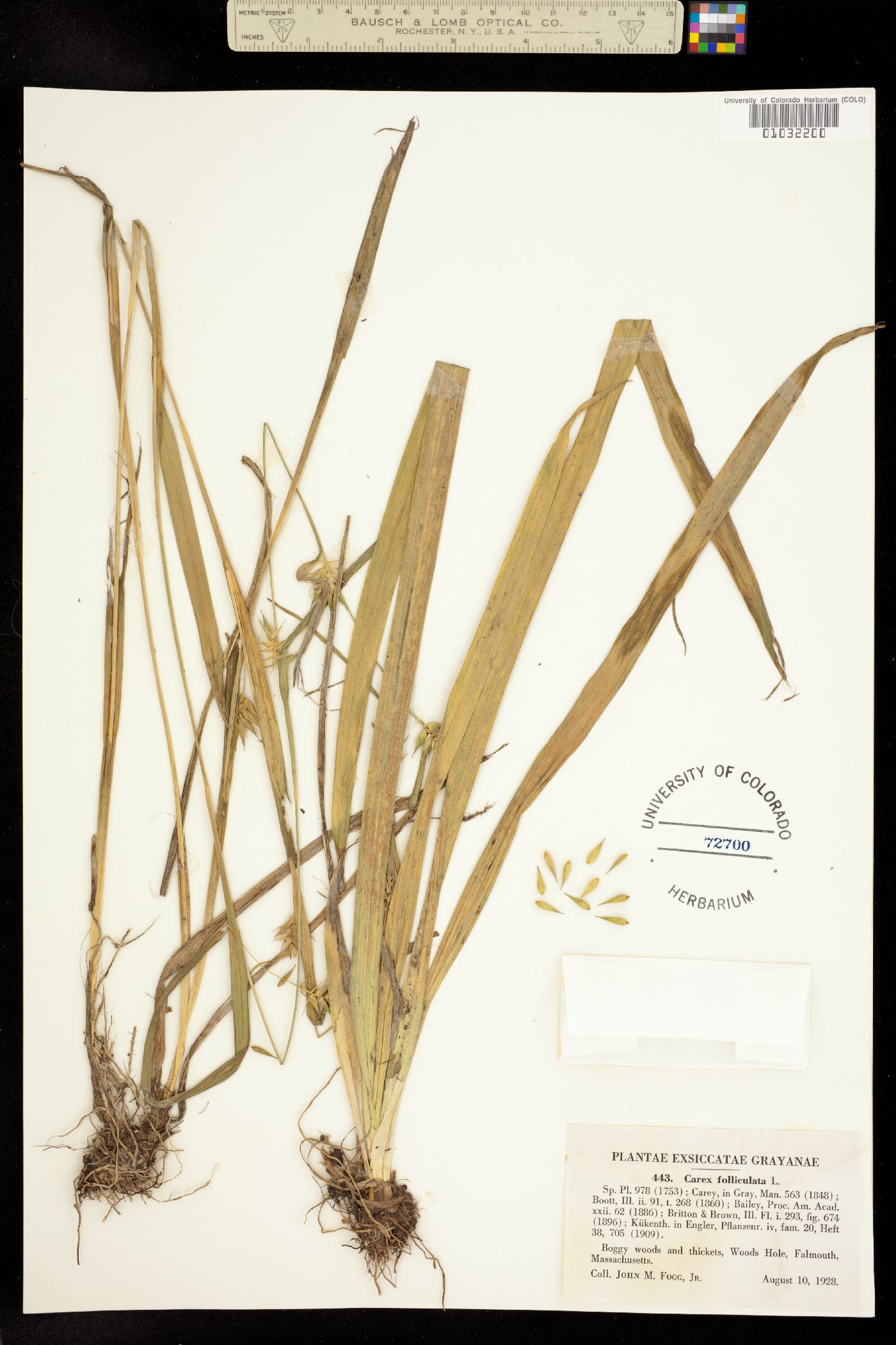 Carex folliculata image