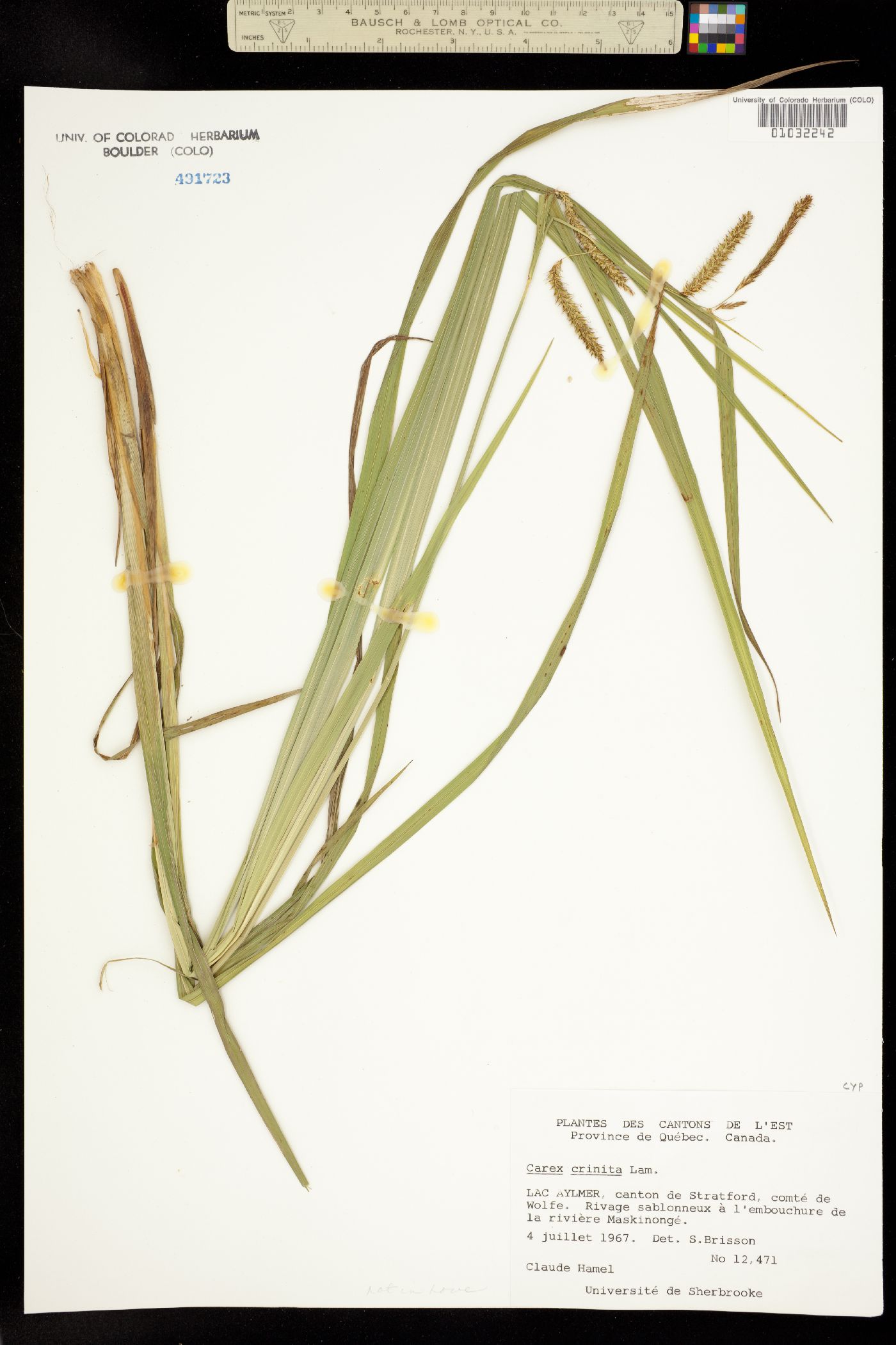 Carex folliculata image