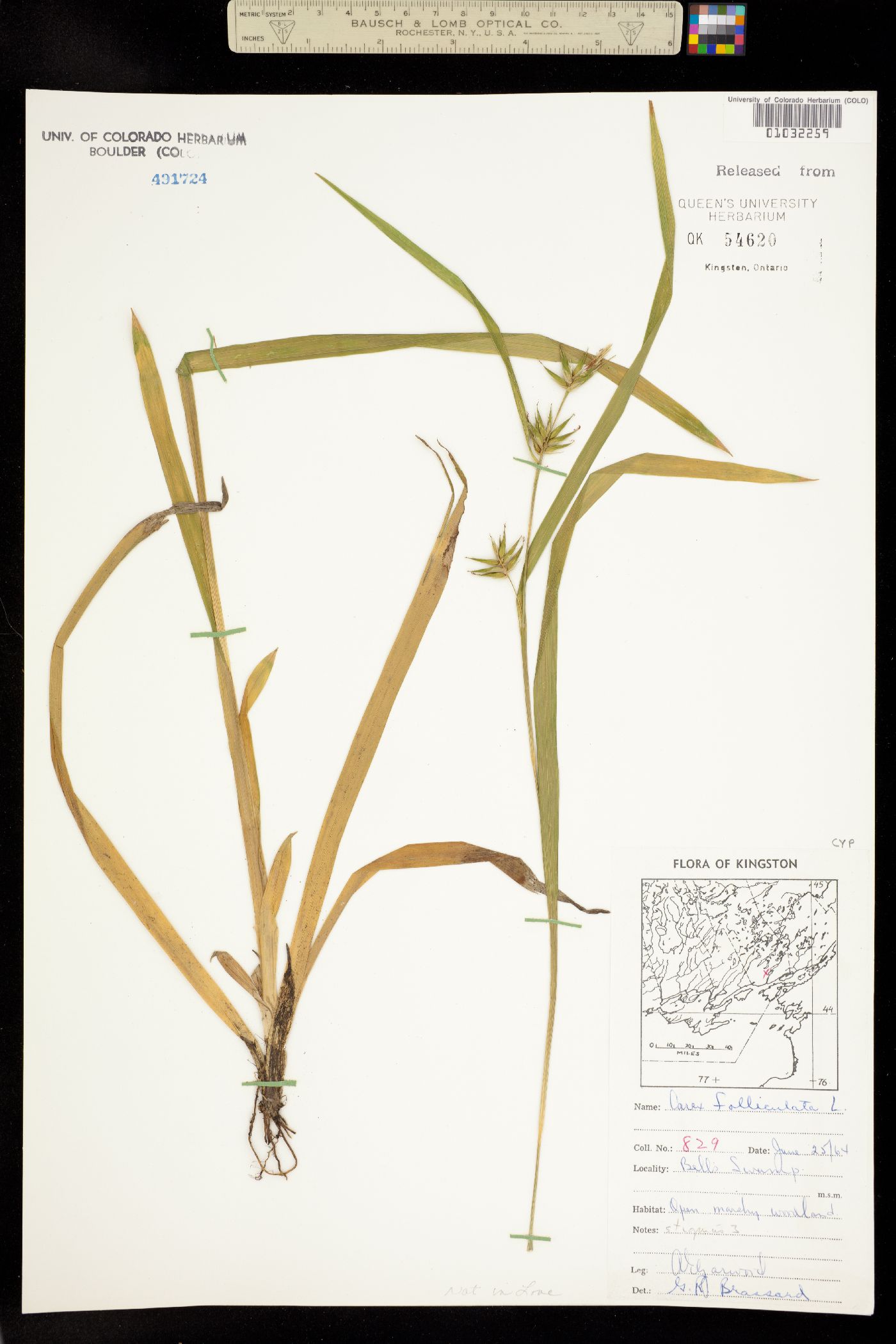 Carex folliculata image