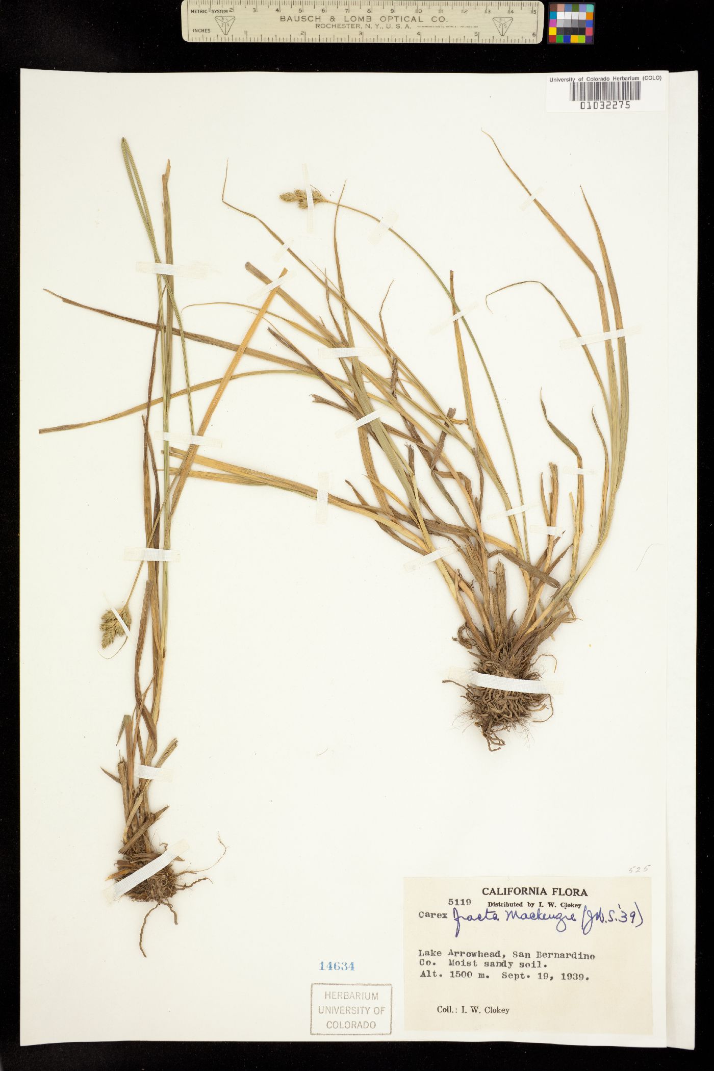 Carex fracta image