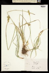 Image of Carex fracta